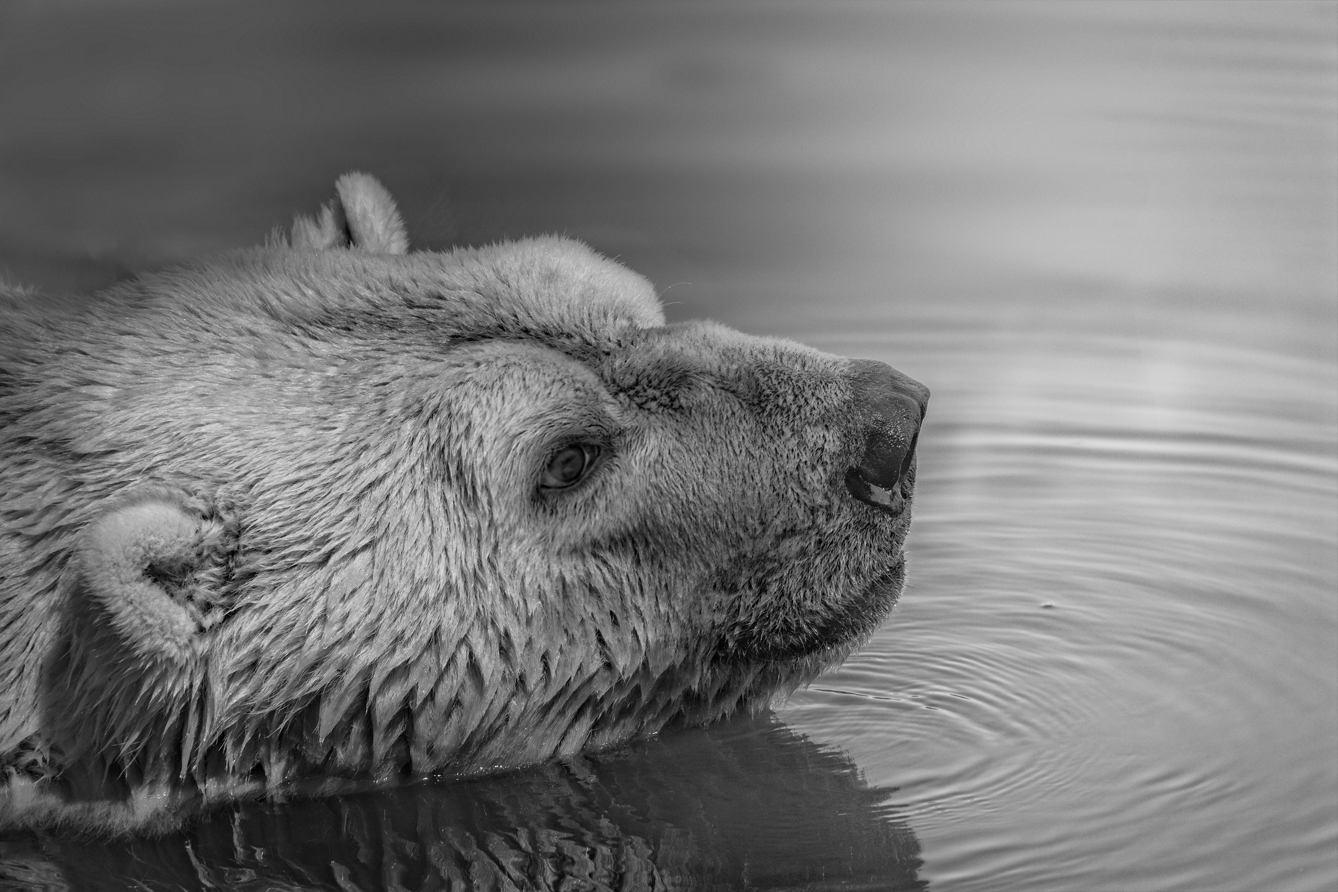 Bear on Water, Animal, Ripple, Winter, Wildlife, HQ Photo