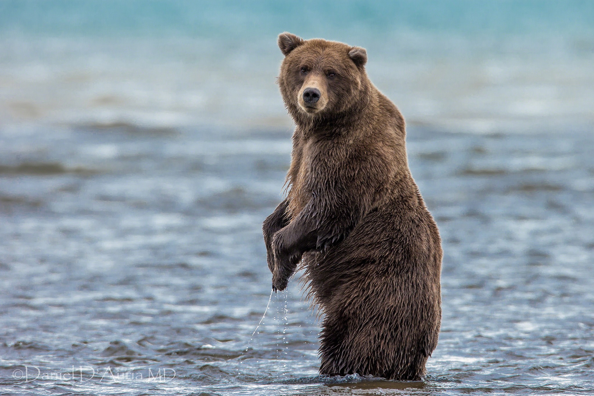 Bears: Bear Bruin Water Valentine Photos for HD 16:9 High Definition ...