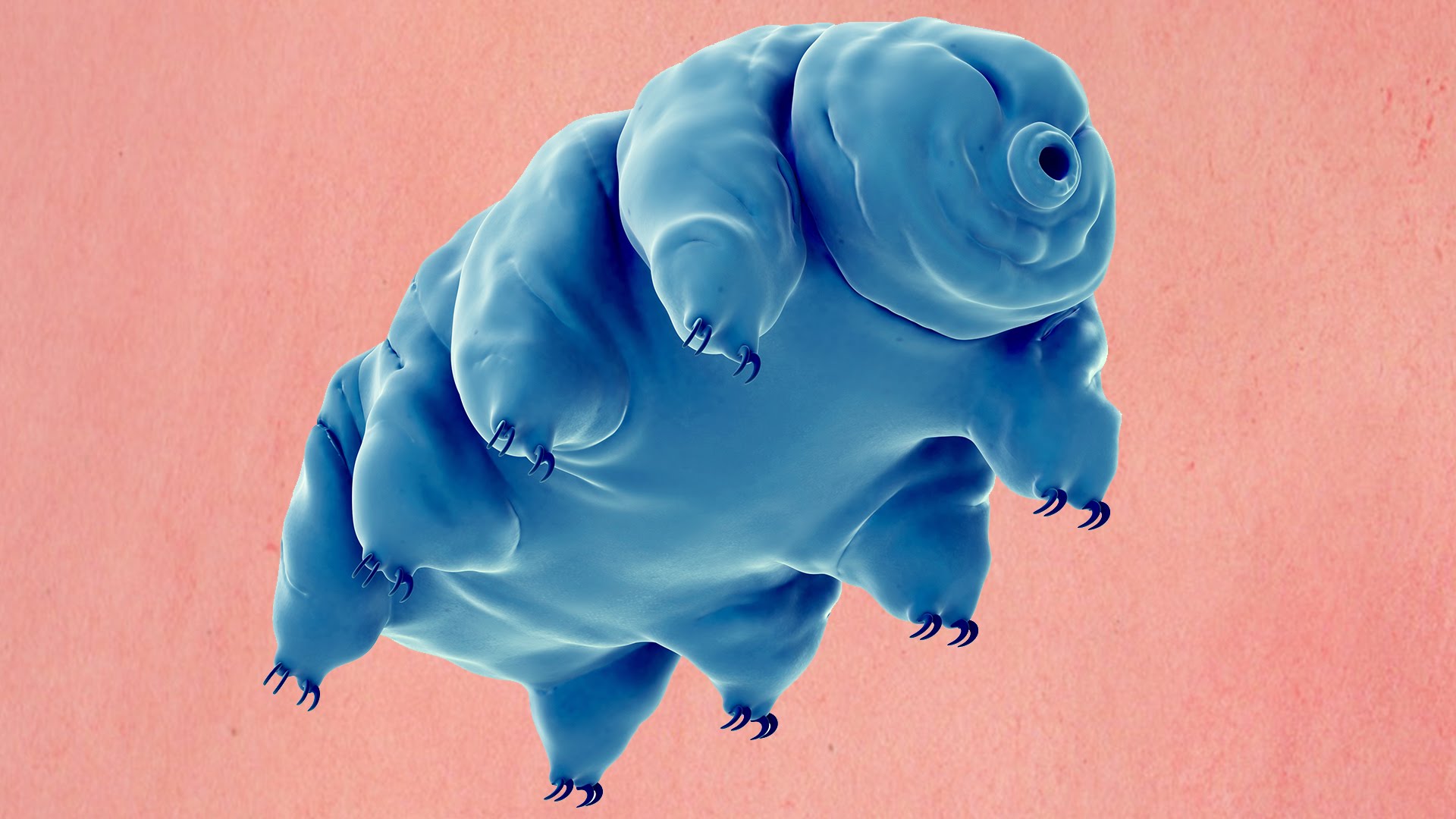 What Is A Water Bear? - YouTube