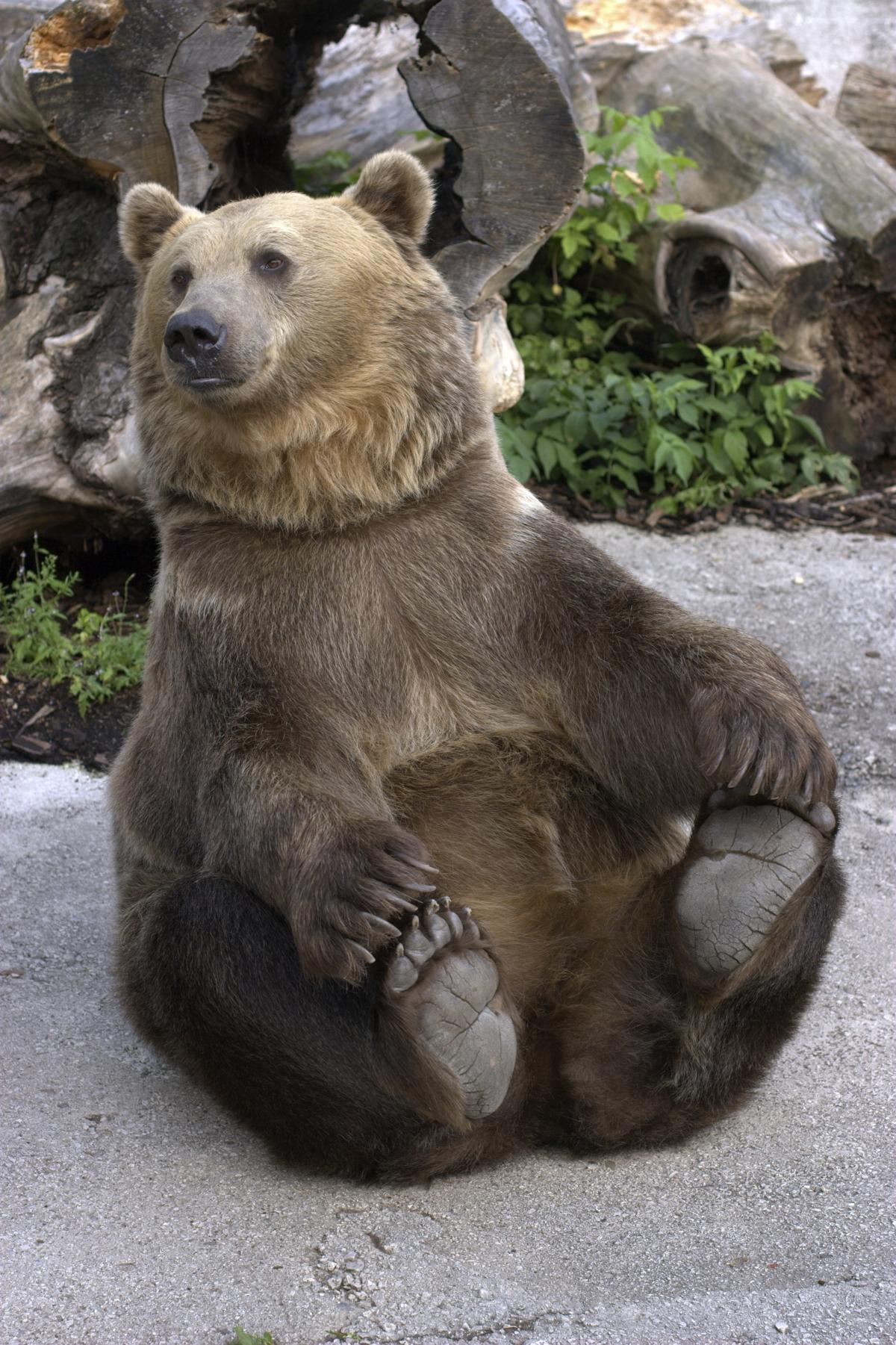 Incredibly Brilliant Facts About Grizzly Bears