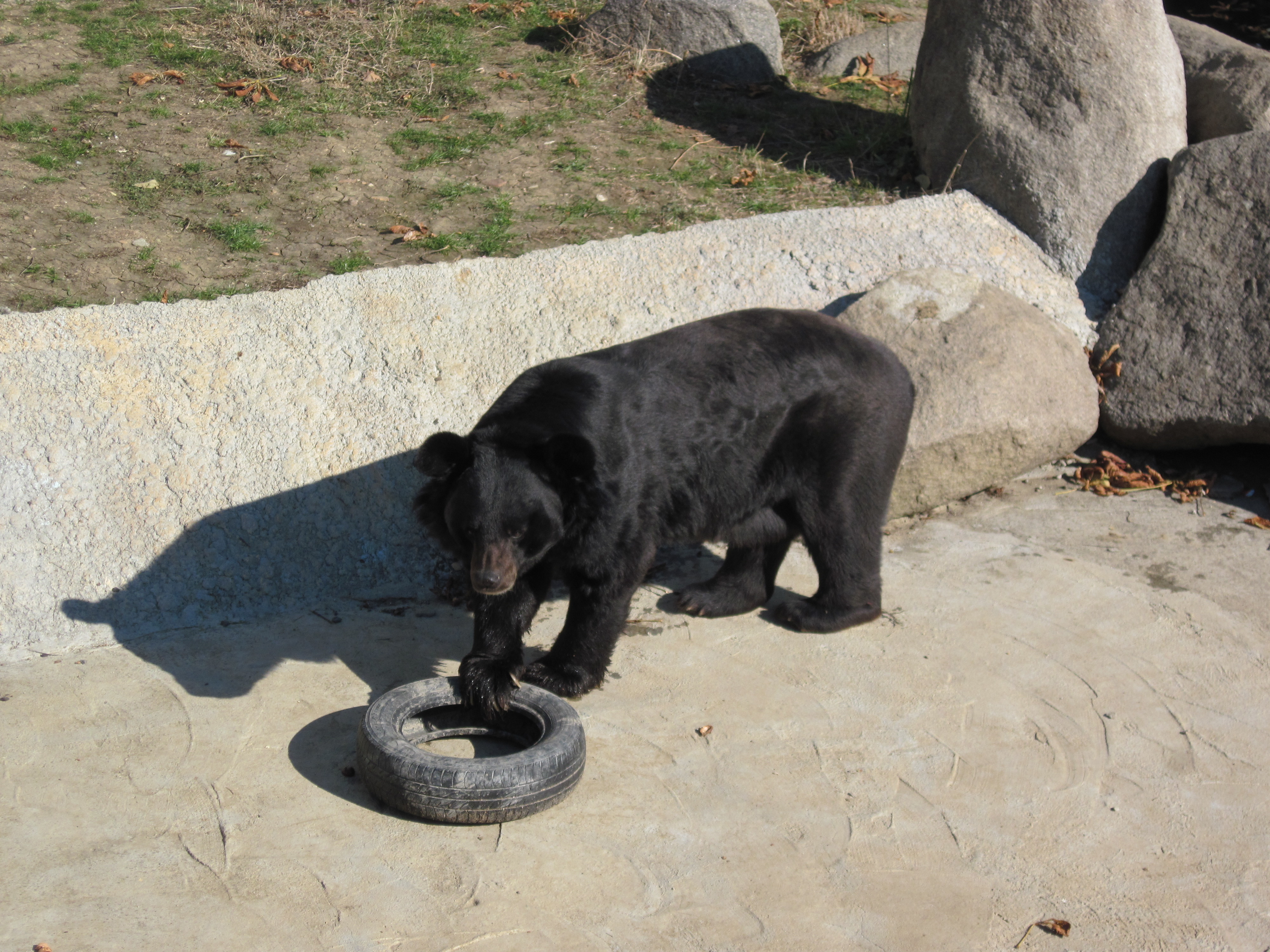 Bear playing with tire photo