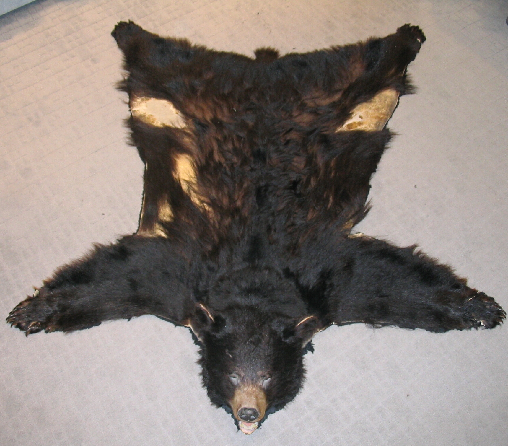 File:Black bear skin with taxidermied head.JPG - Wikimedia Commons
