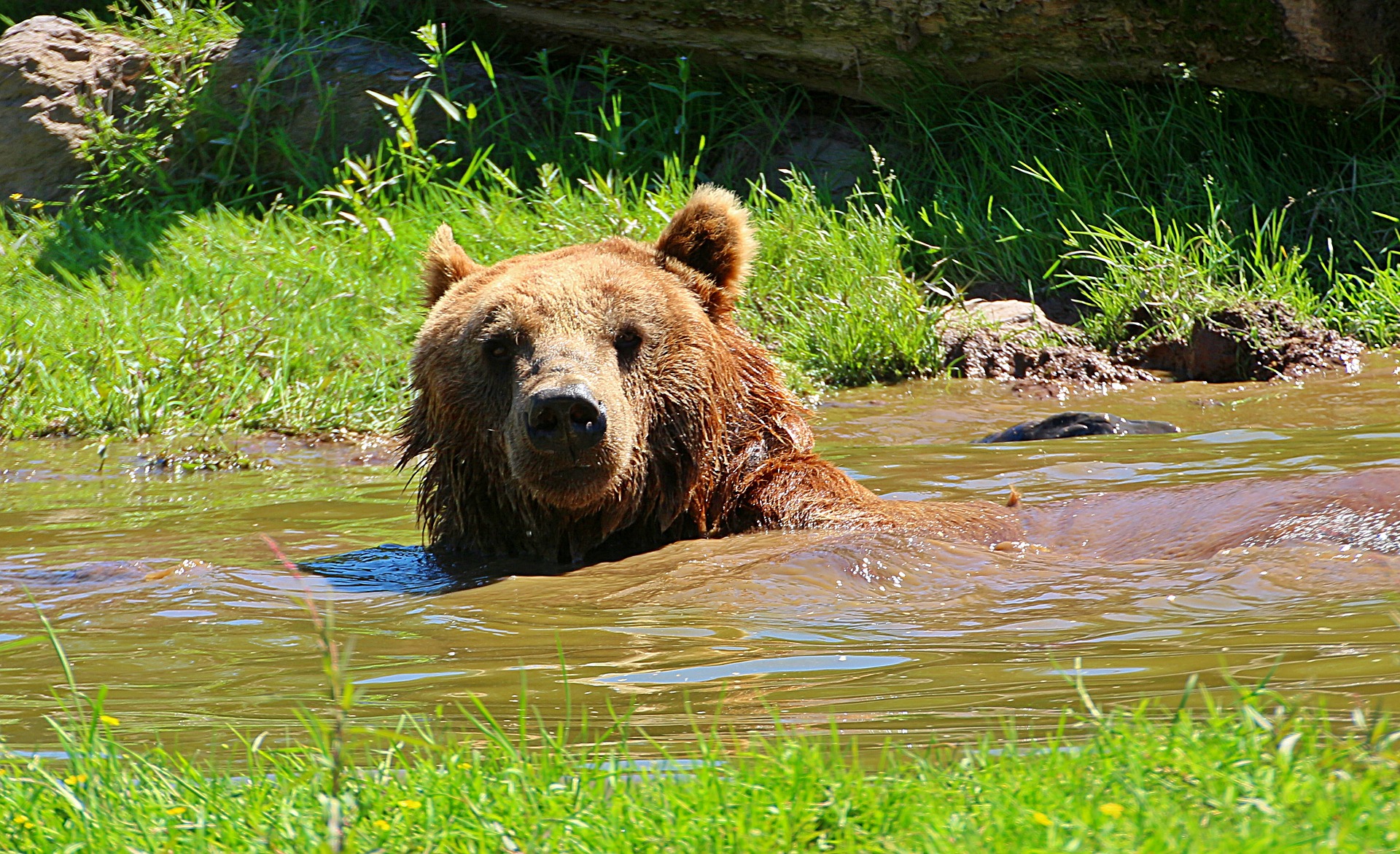 Bear taking bath photo