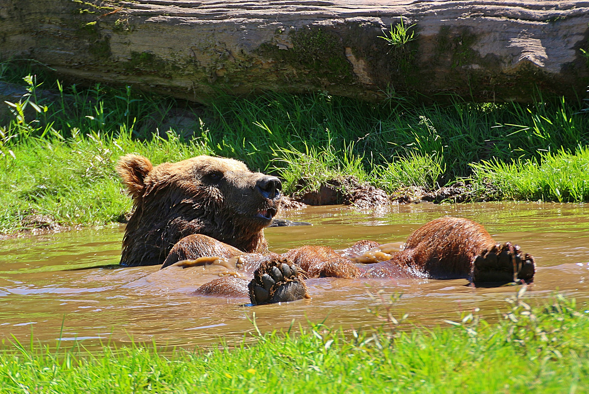 Bear taking bath photo
