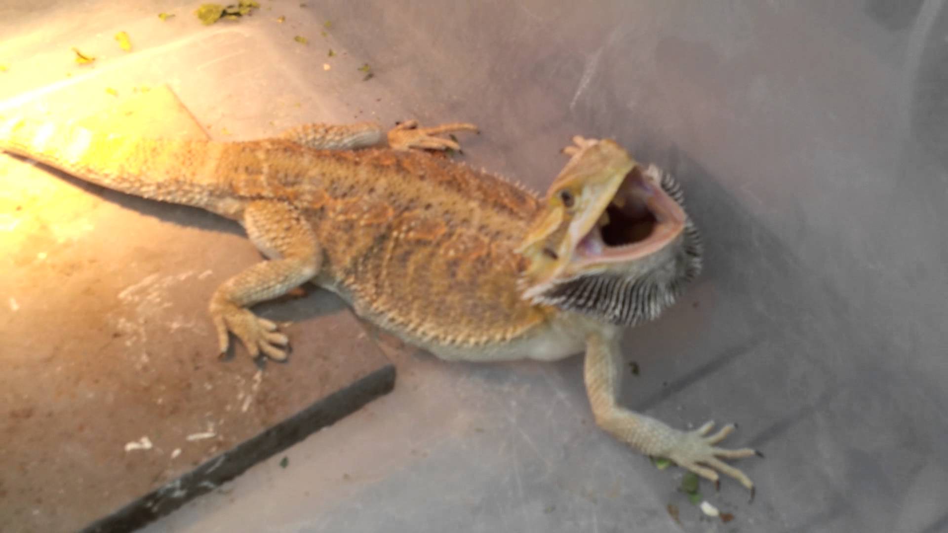 Worlds most aggressive bearded dragon. - YouTube