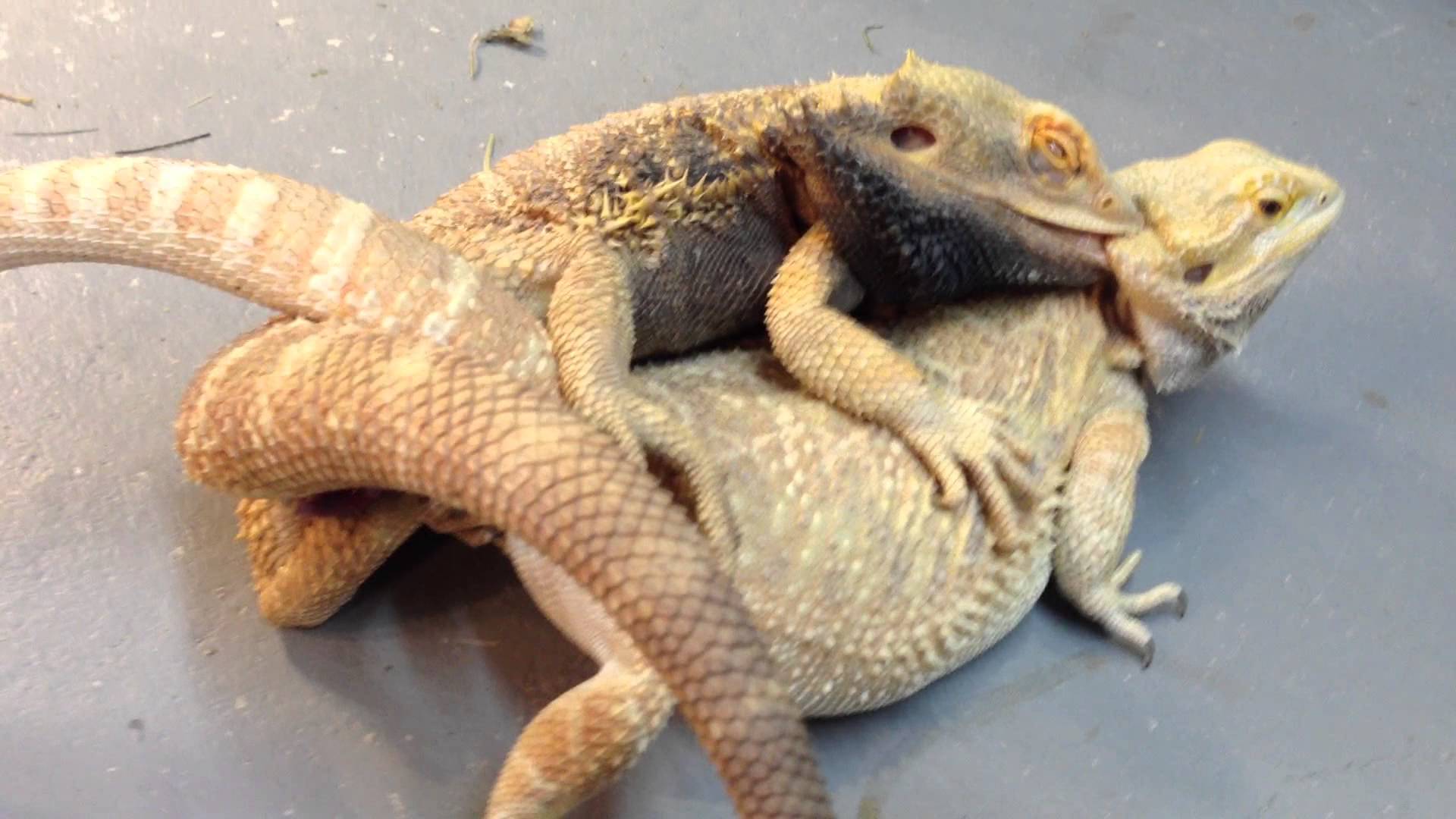 Bearded Dragons Mating 3 - YouTube