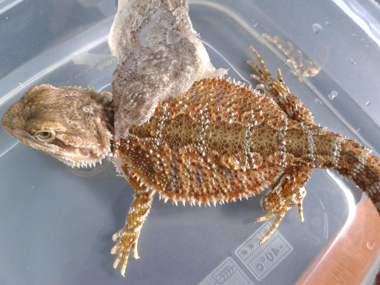 Morph and Color of my Beardie • Bearded Dragon . org