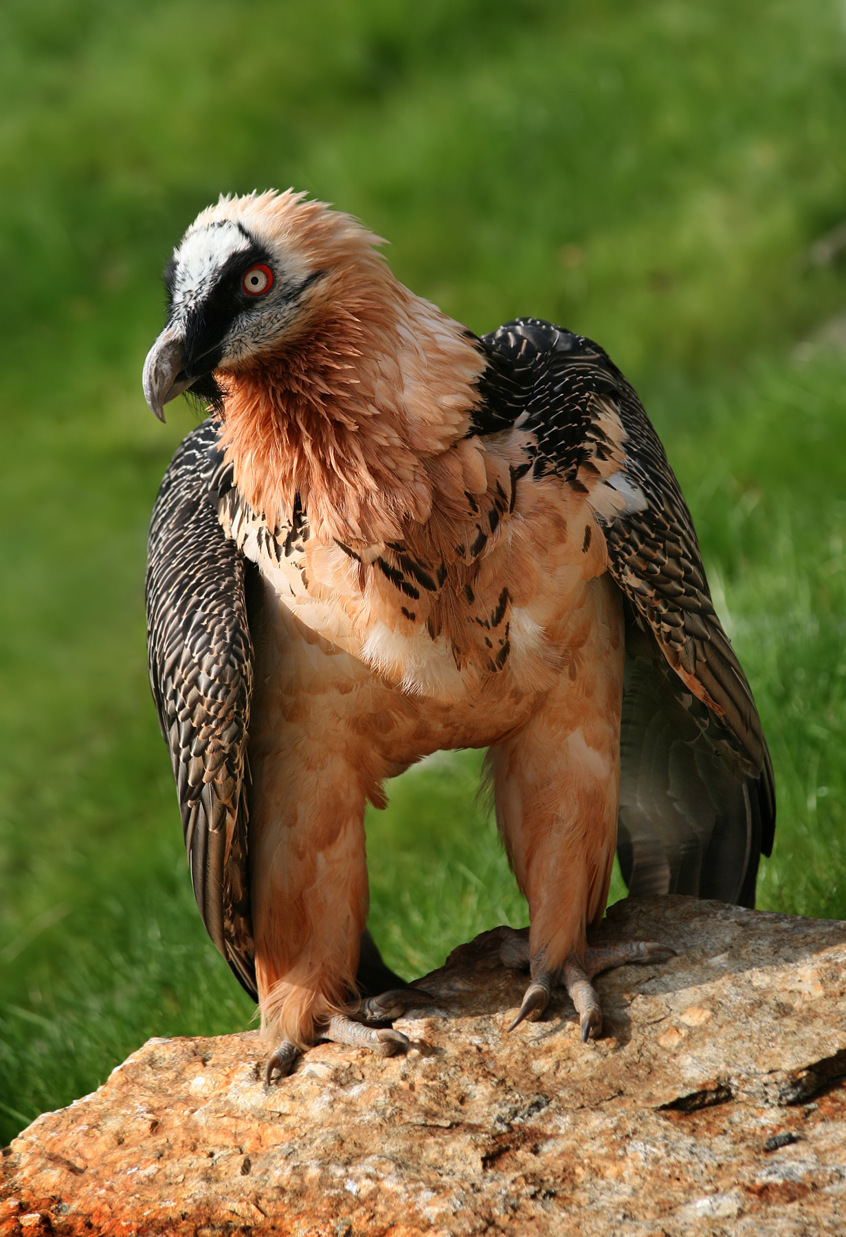 Bearded vulture photo