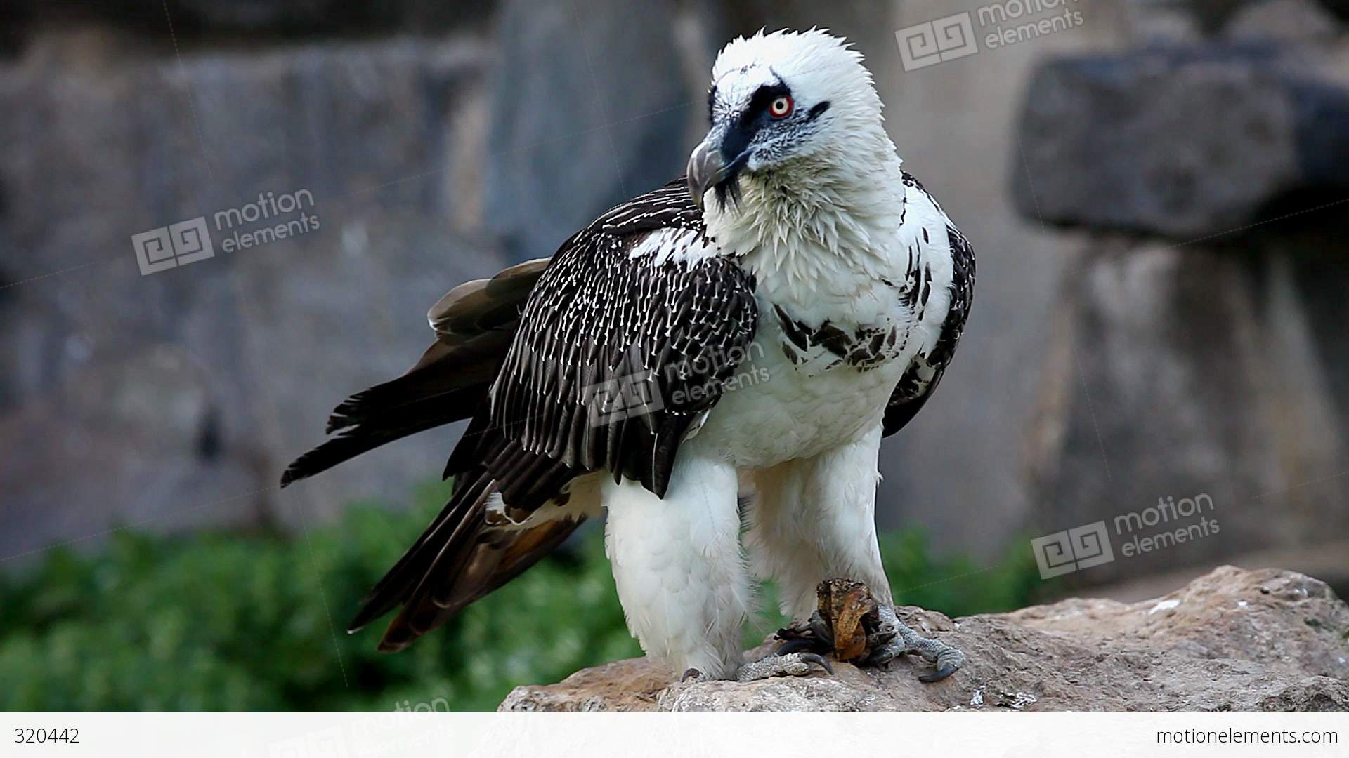 Bearded Vulture Eat Meat Stock video footage | 320442