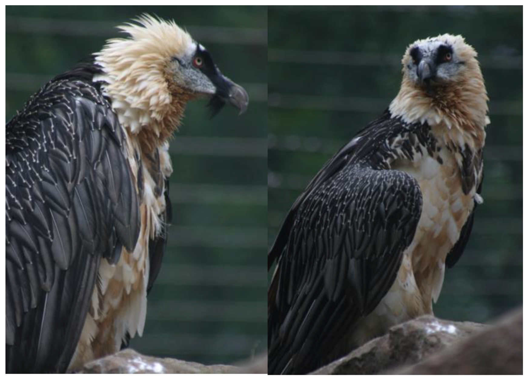 Animals | Free Full-Text | Ochre Bathing of the Bearded Vulture: A ...
