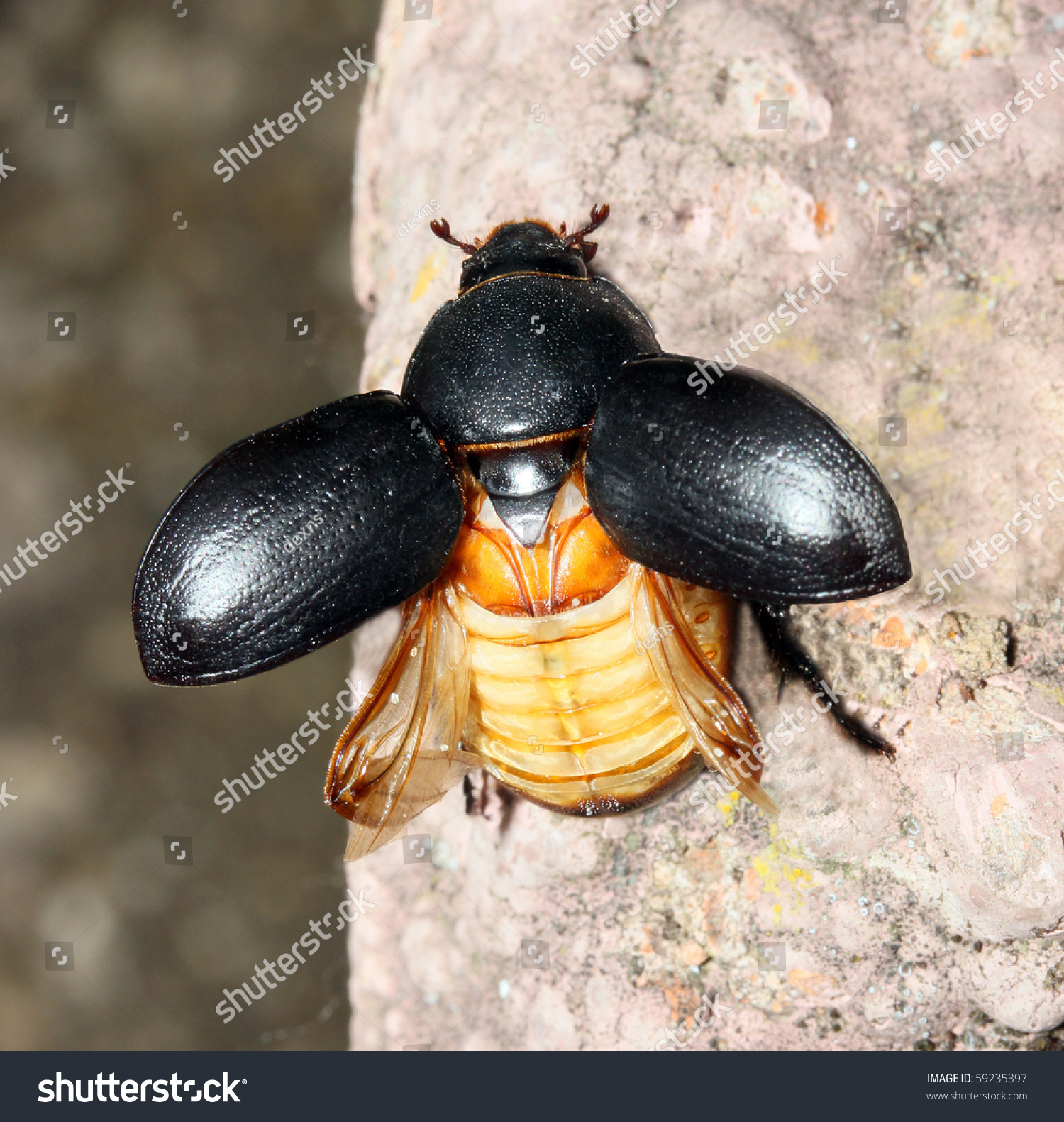 This Closeup Shot Scarab Beetle Wings Stock Photo & Image (Royalty ...