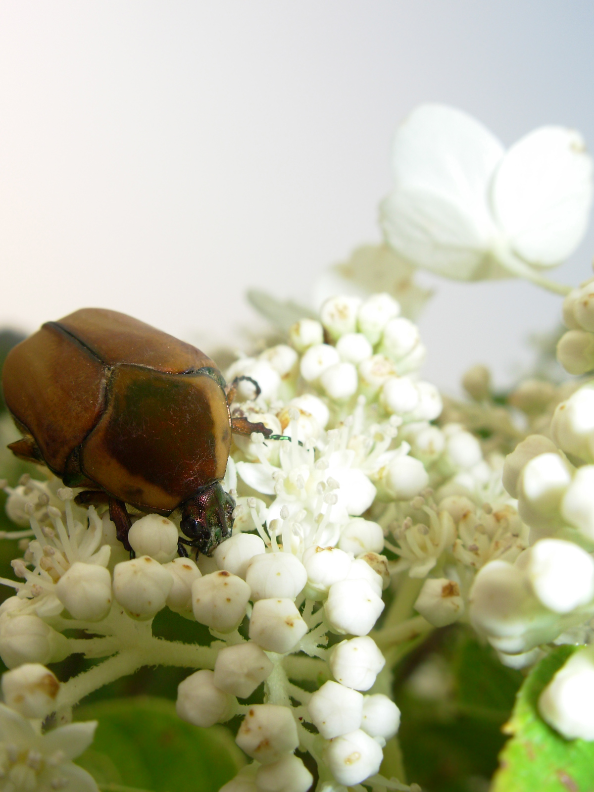 Beatle eating a flower photo