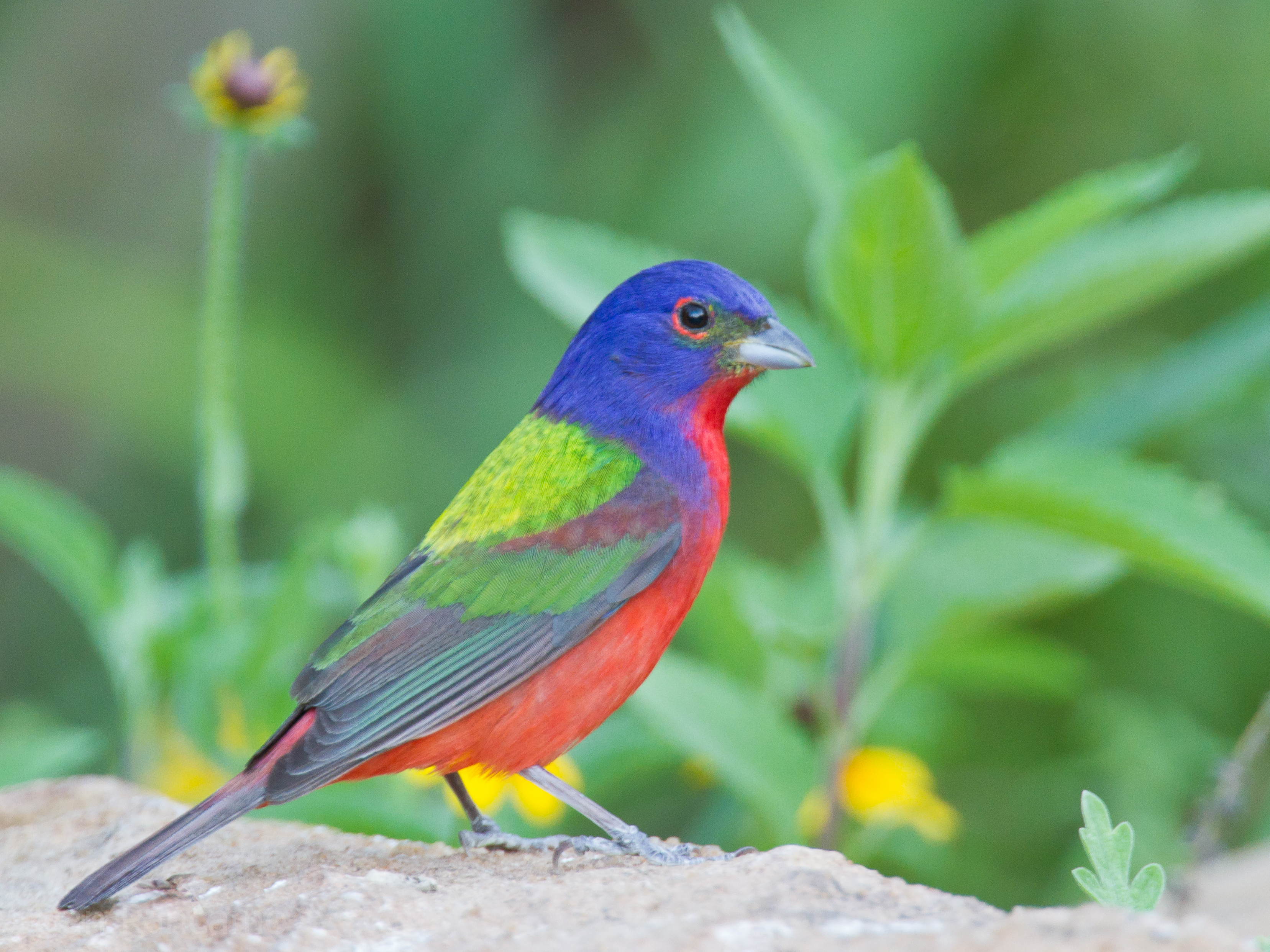 20 Most Beautiful Bird Species in the World – Wow Amazing