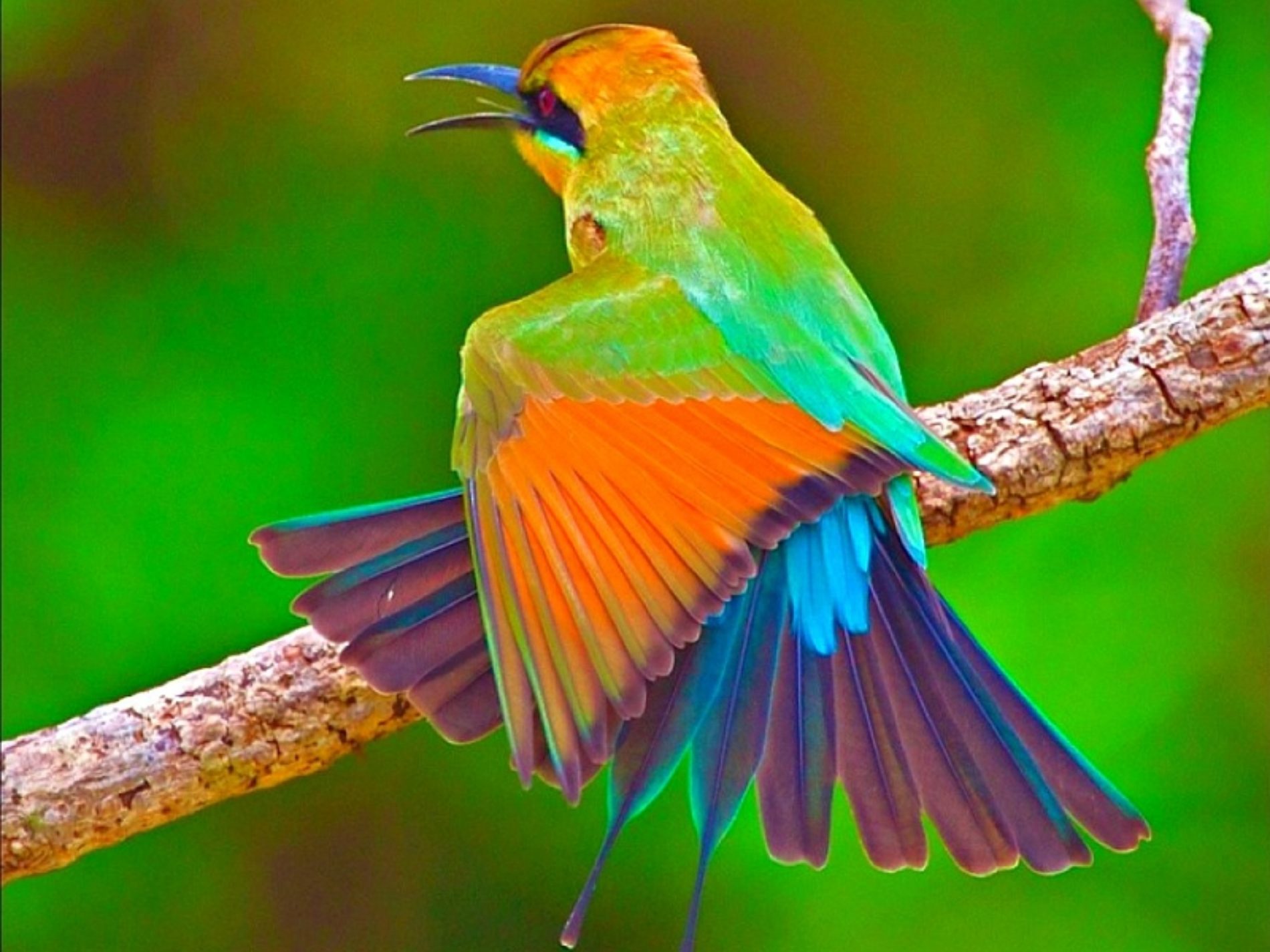 The Most Beautiful Birds in the World -