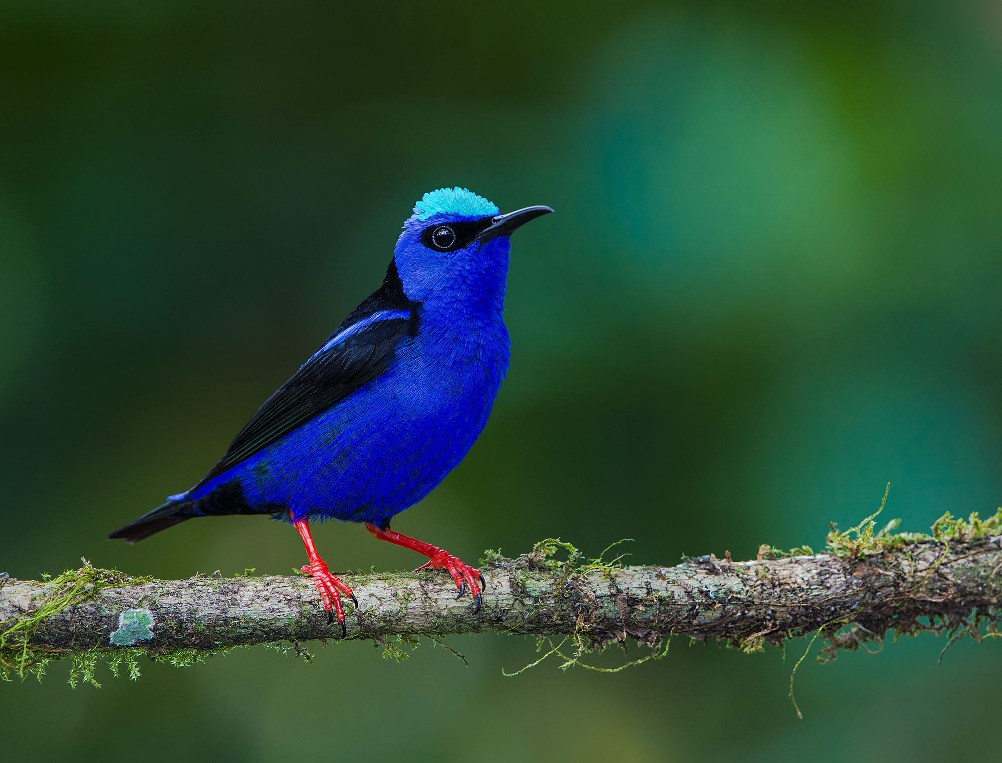 The 7 Most Beautiful Birds of Belize | Birding in Belize | Belize ...