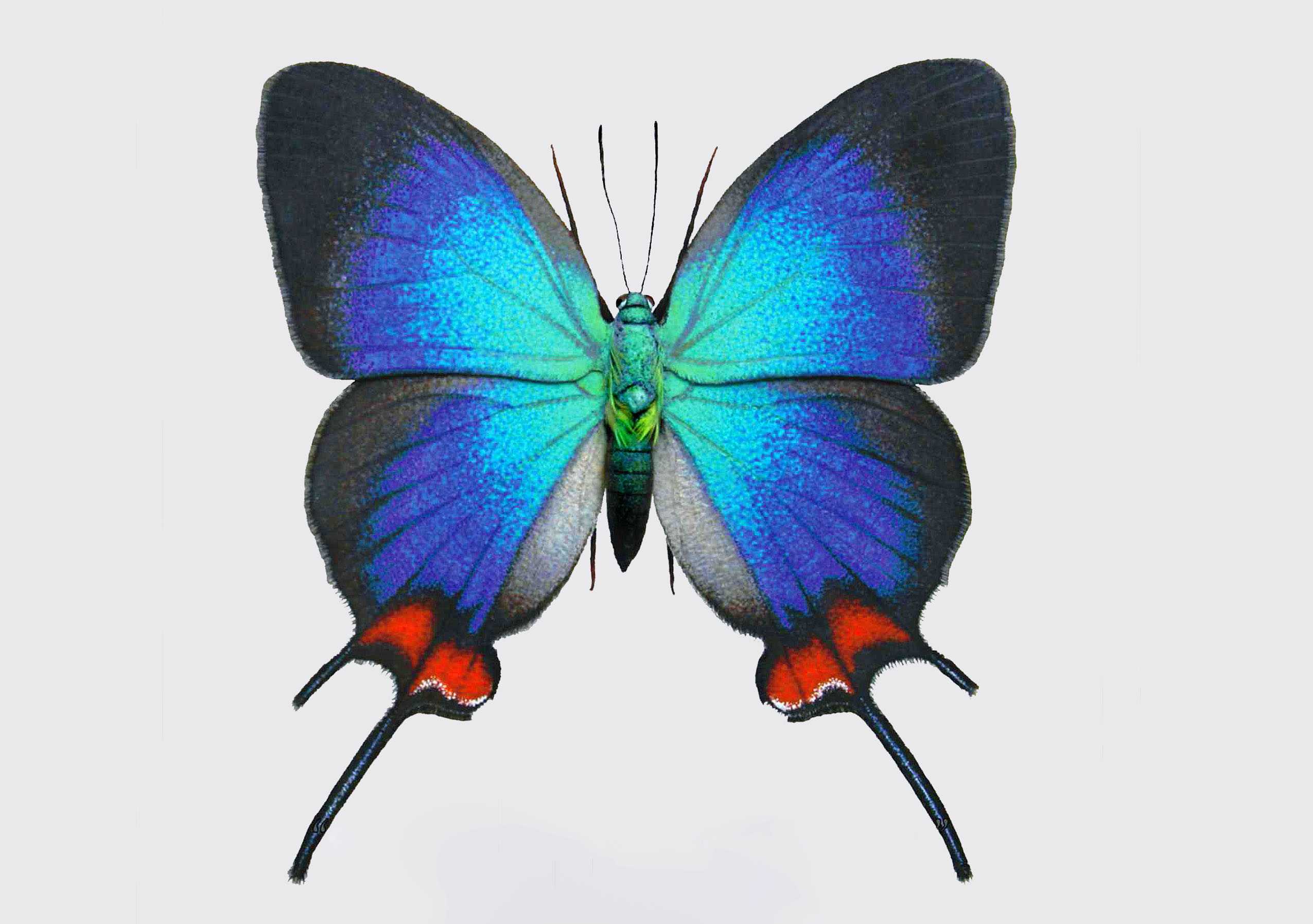 Top 10 Most Beautiful Butterflies of the World « The @allmyfaves ...