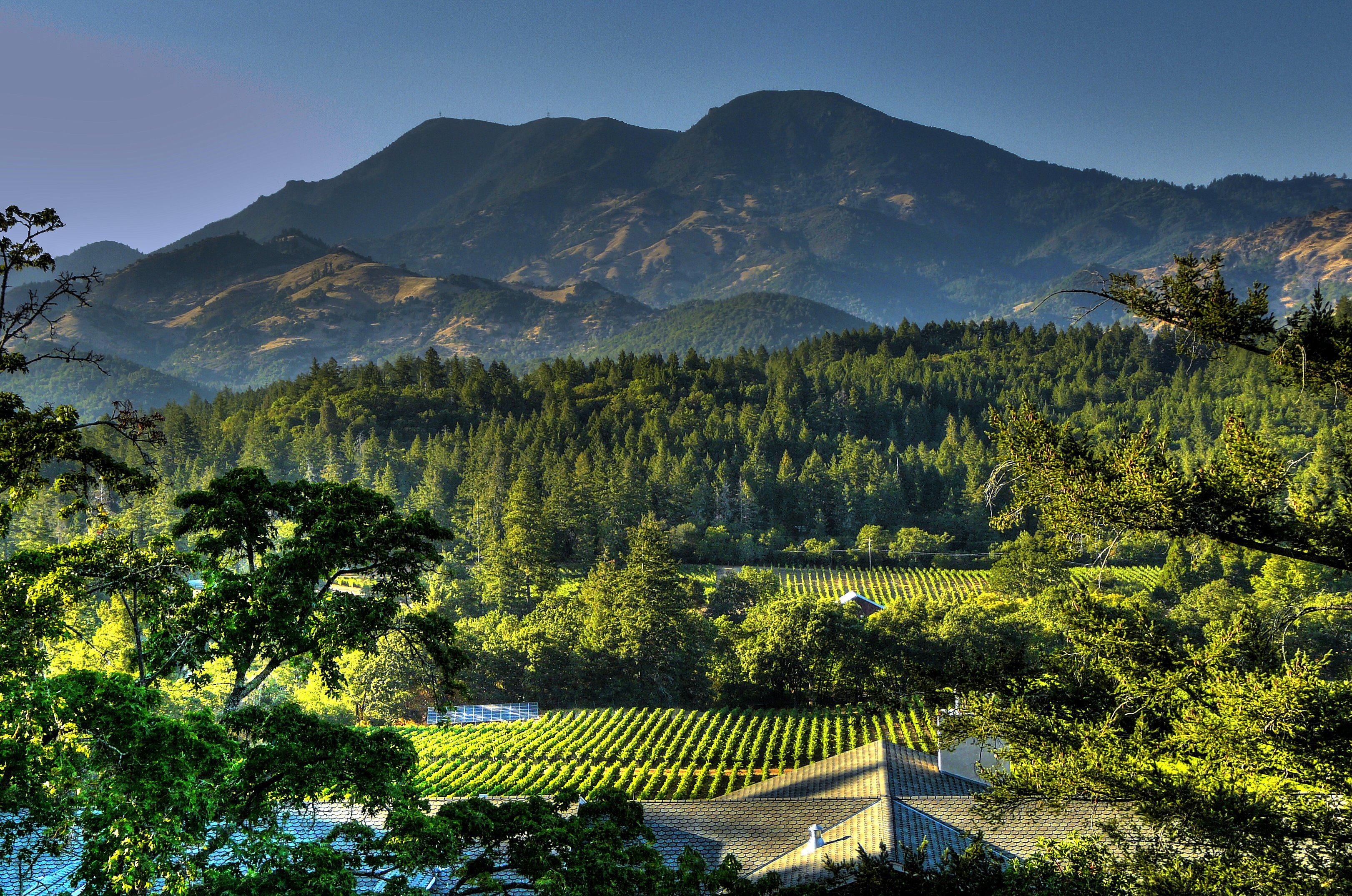 Pine Mountain in the back of a Vineyard landscape at Calistoga (Napa ...