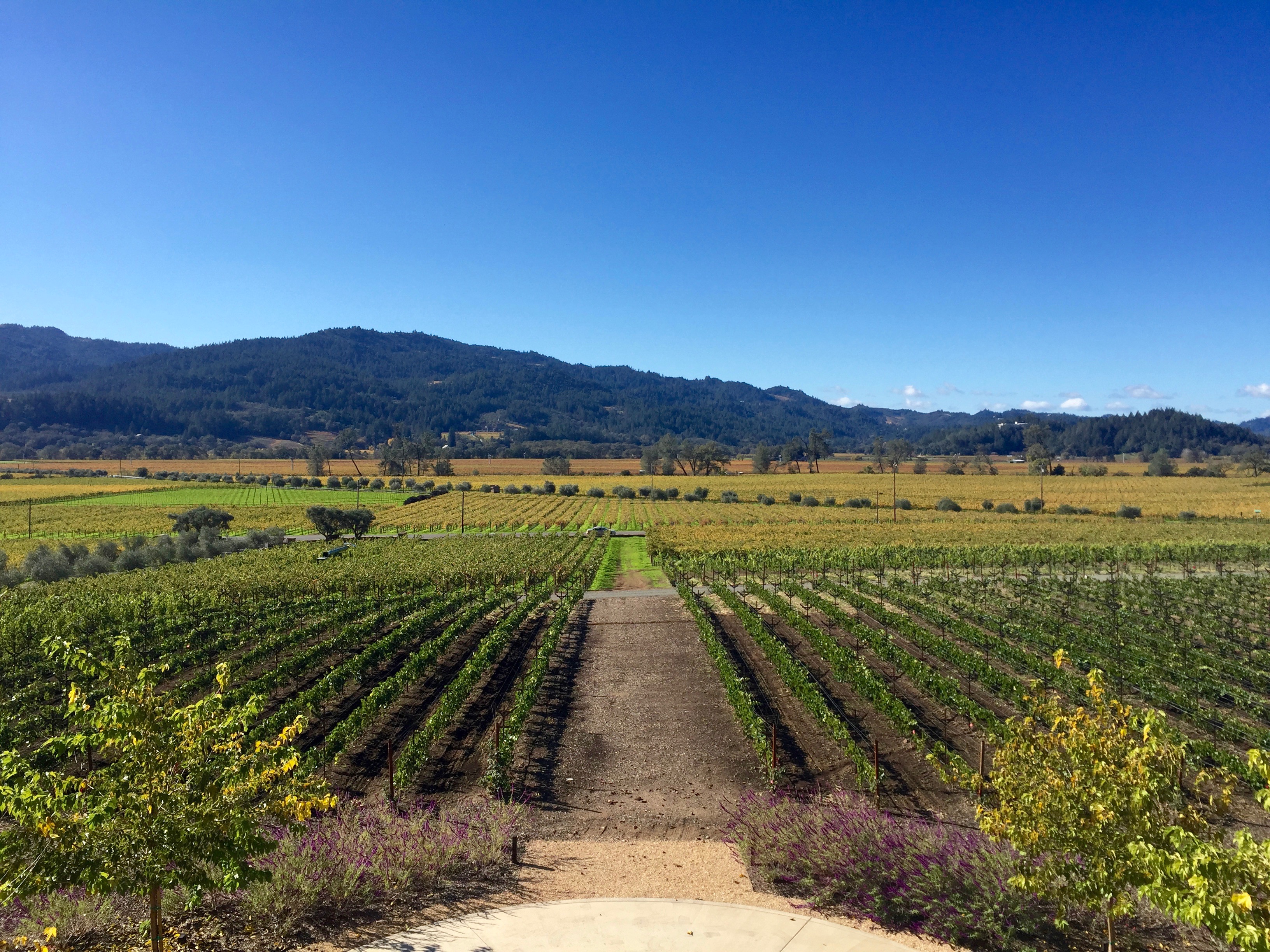 Where to Eat, Drink & Stay in Calistoga