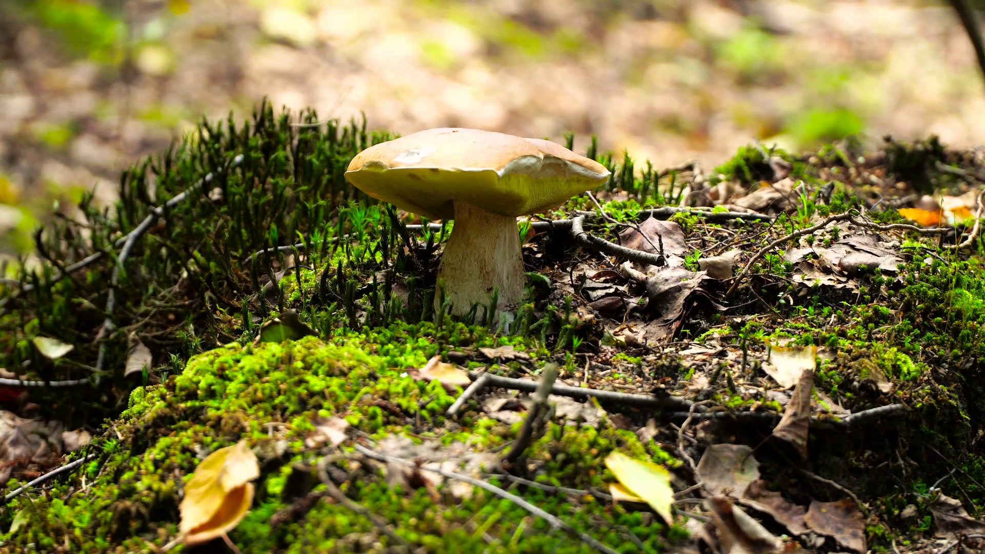 The edible boletus mushroom in a beautiful green moss. among the ...