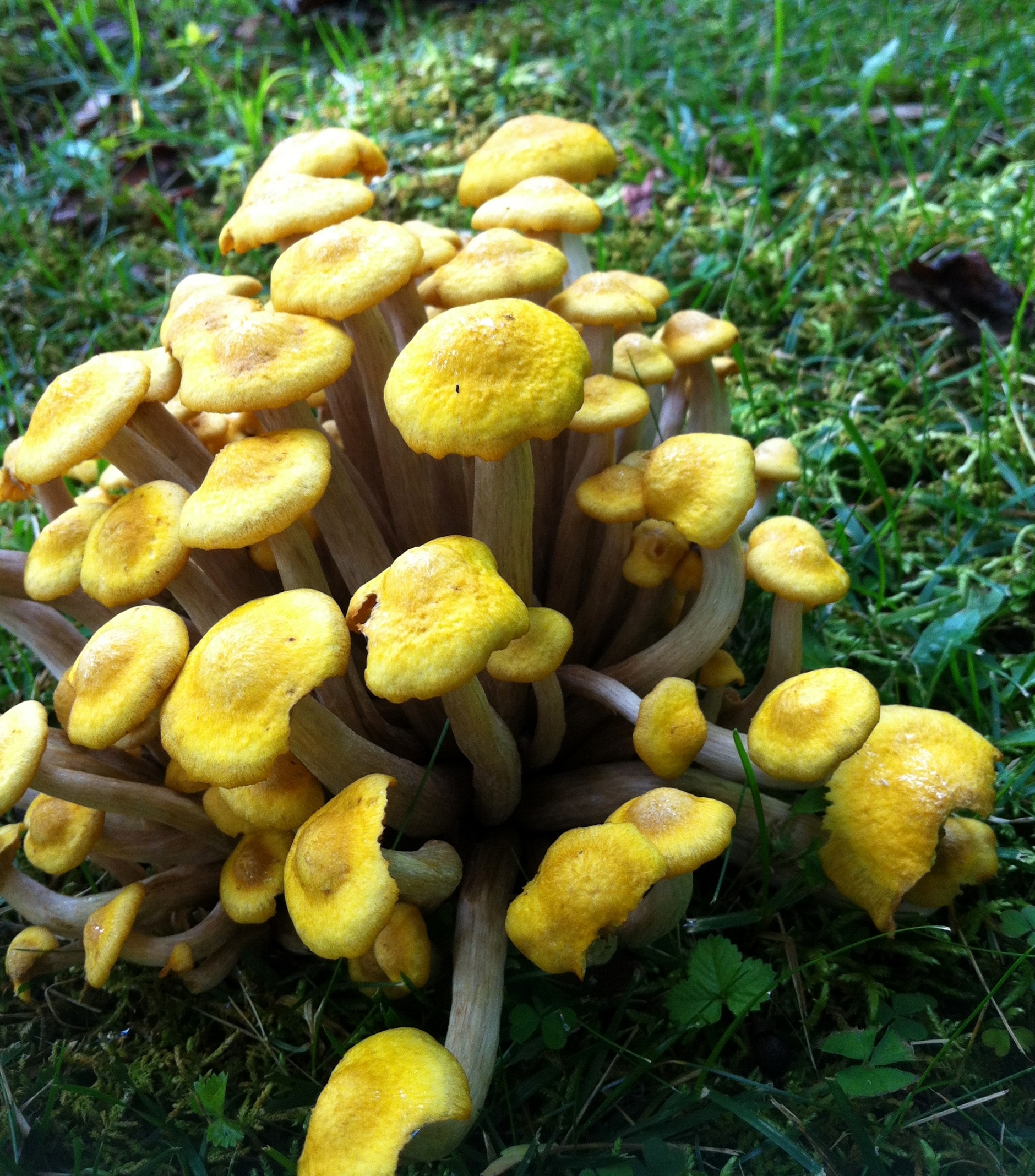 Strange and beautiful mushrooms from my backyard | Delicious Potager