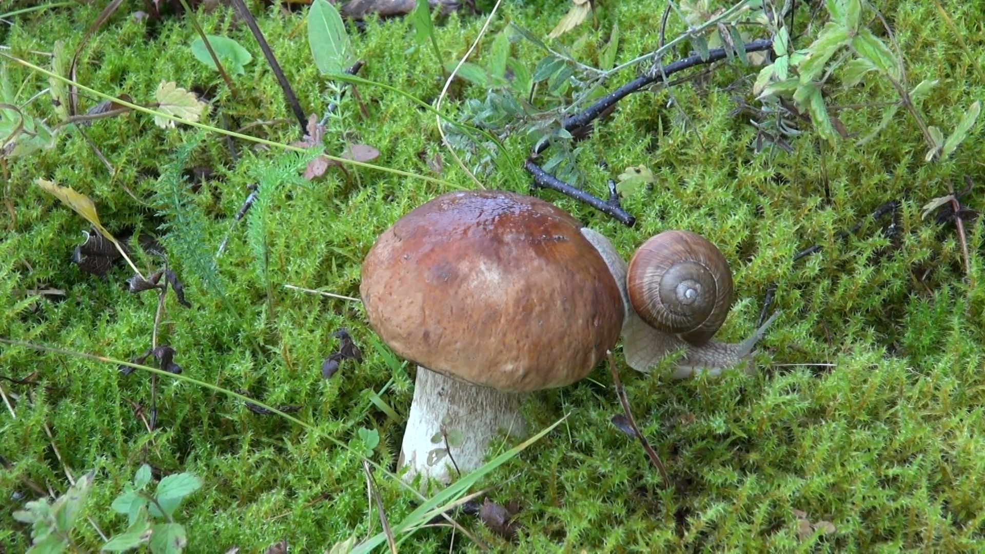 snail animal on beautiful mushroom boletus in autumn on moss Stock ...
