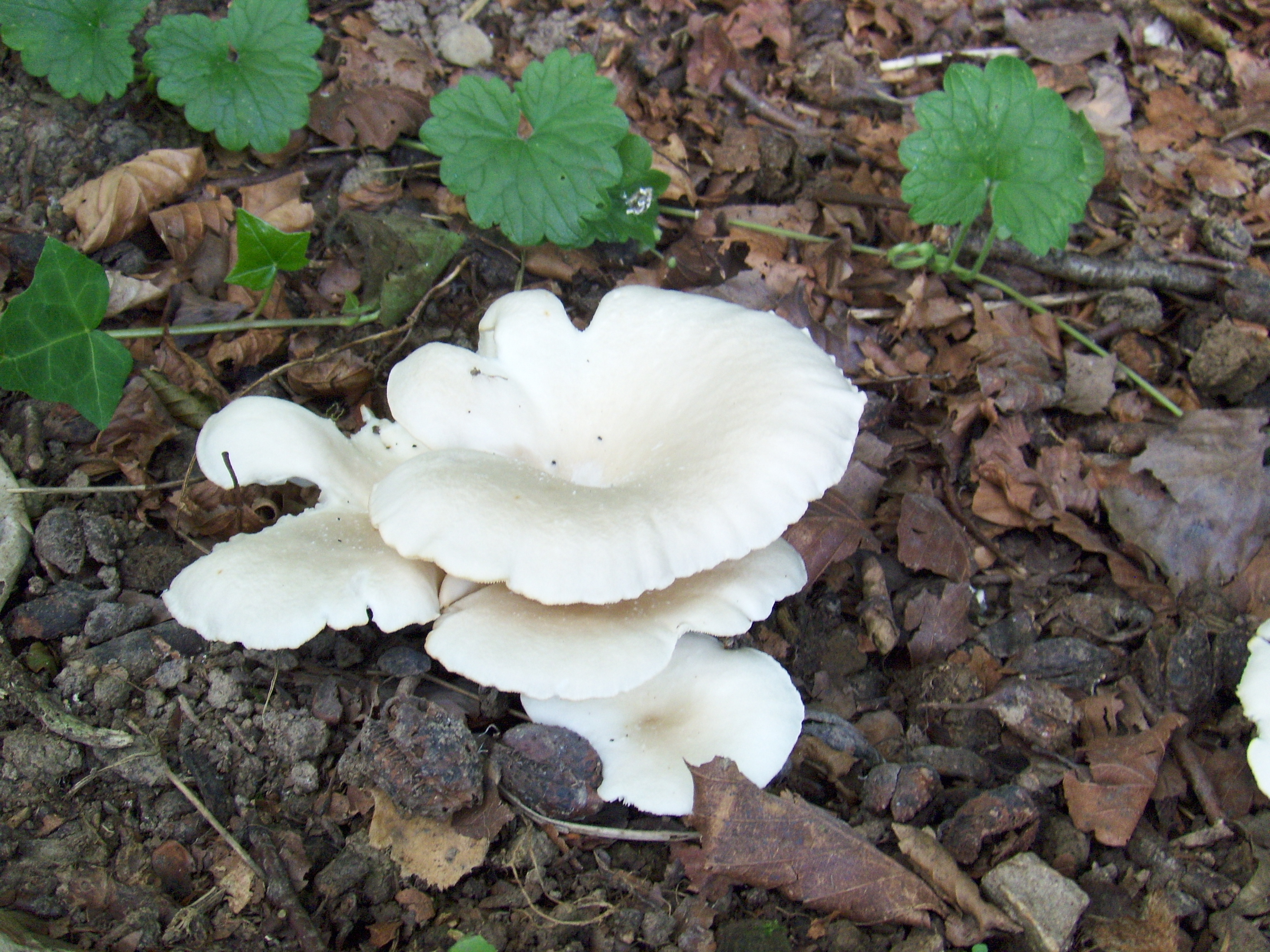 From Cardboard to Edible Mushrooms… | Forest and Fungi