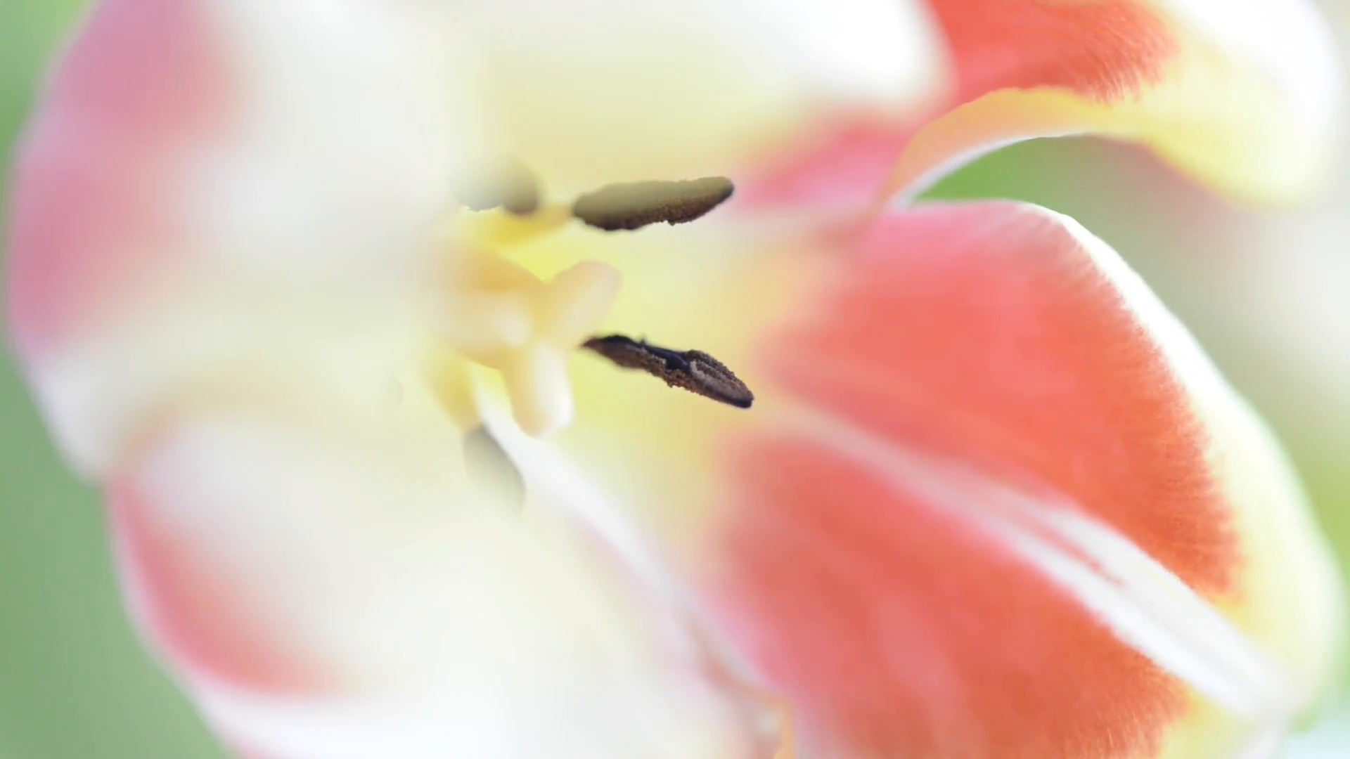 Close up of tulip flowers.. Slow sliding zoom motion. Beautiful ...