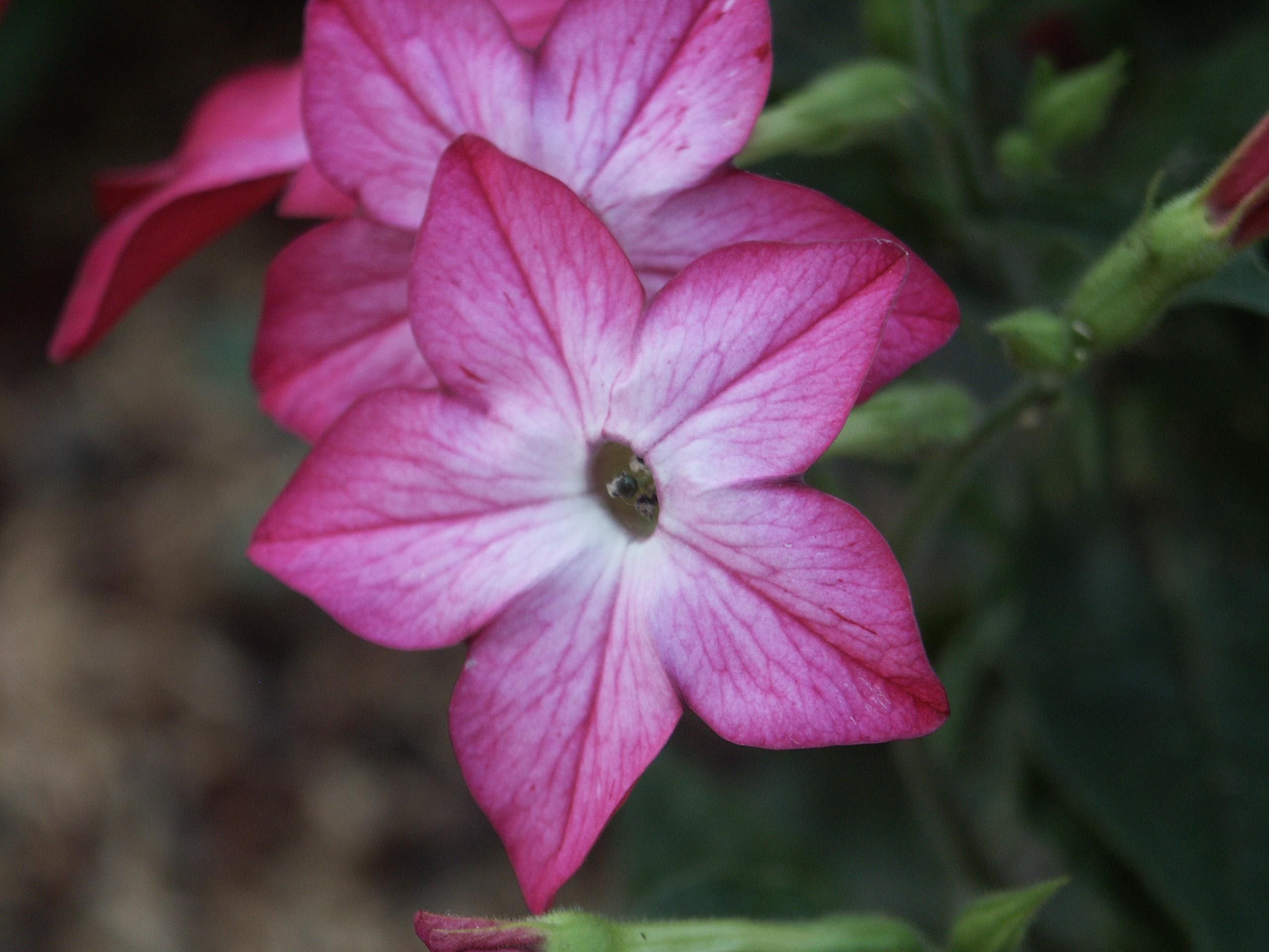 Beautiful pink flower photo