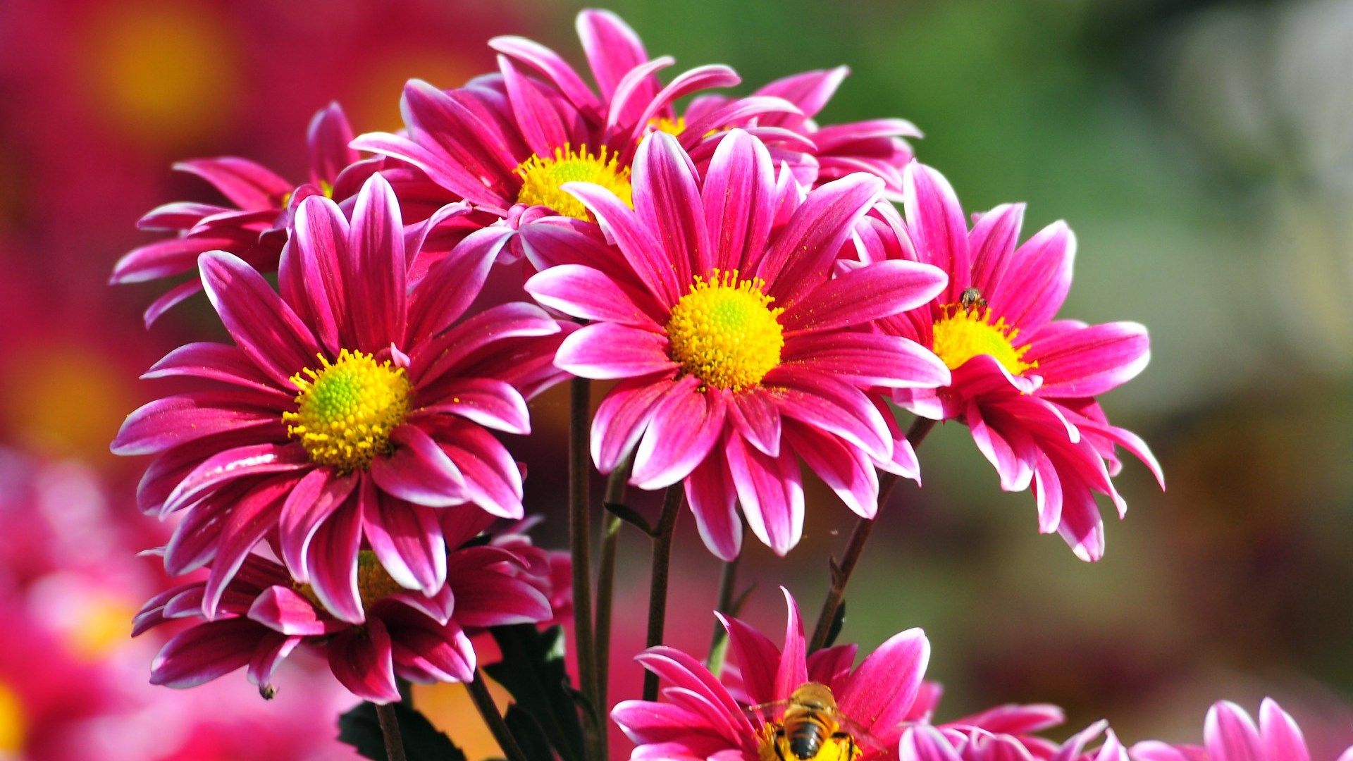 Beautiful Flowers Wallpapers Free Download Group (74+)