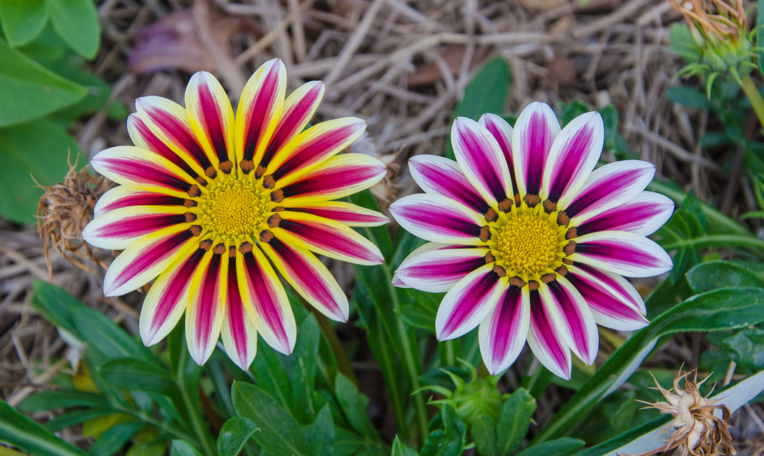 Free Photo Beautiful Flowers Beautiful Naturally Green Free 