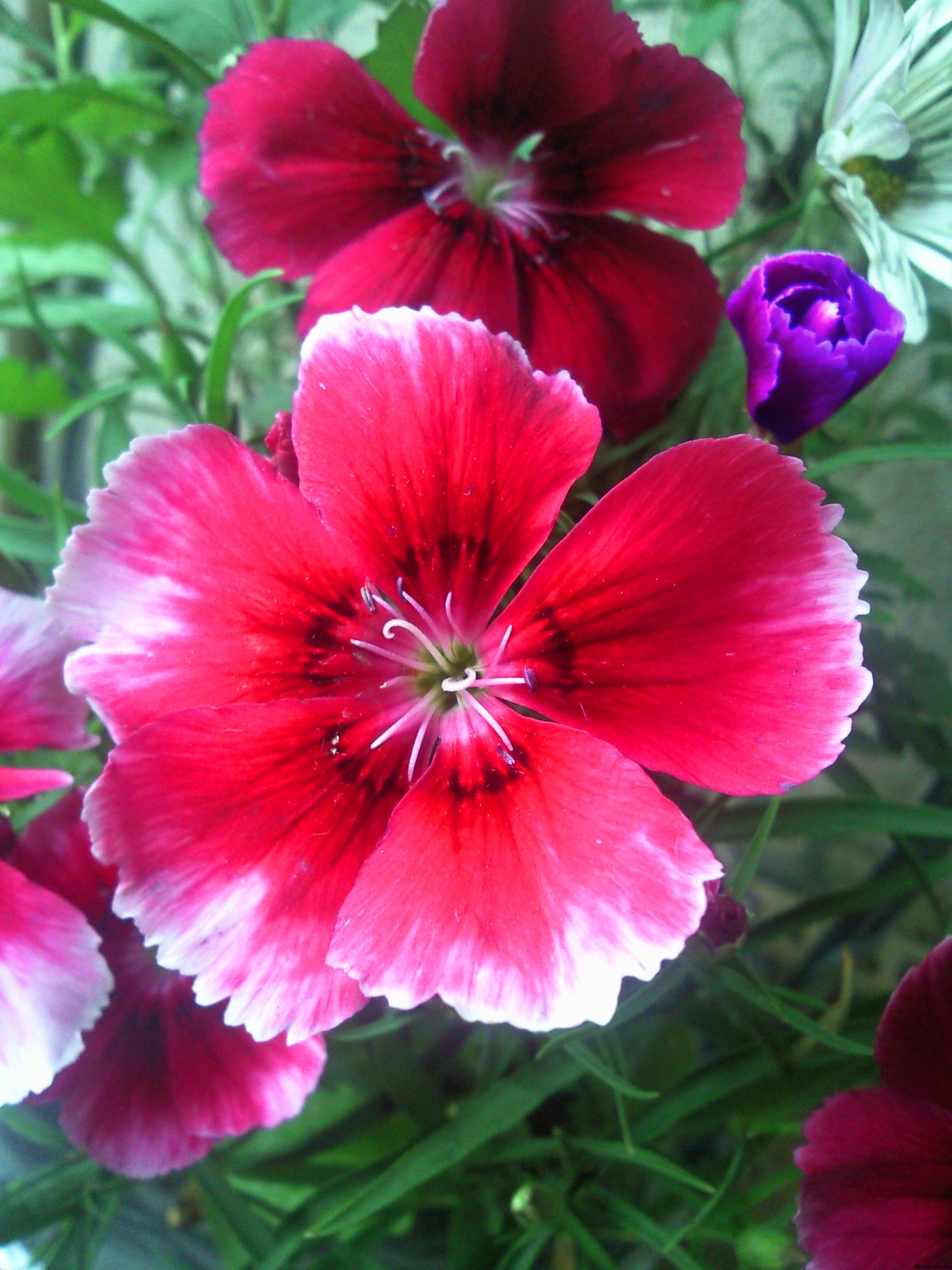 beautiful flowers | Beautiful Flower | Amour Fleurs~ | Pinterest ...