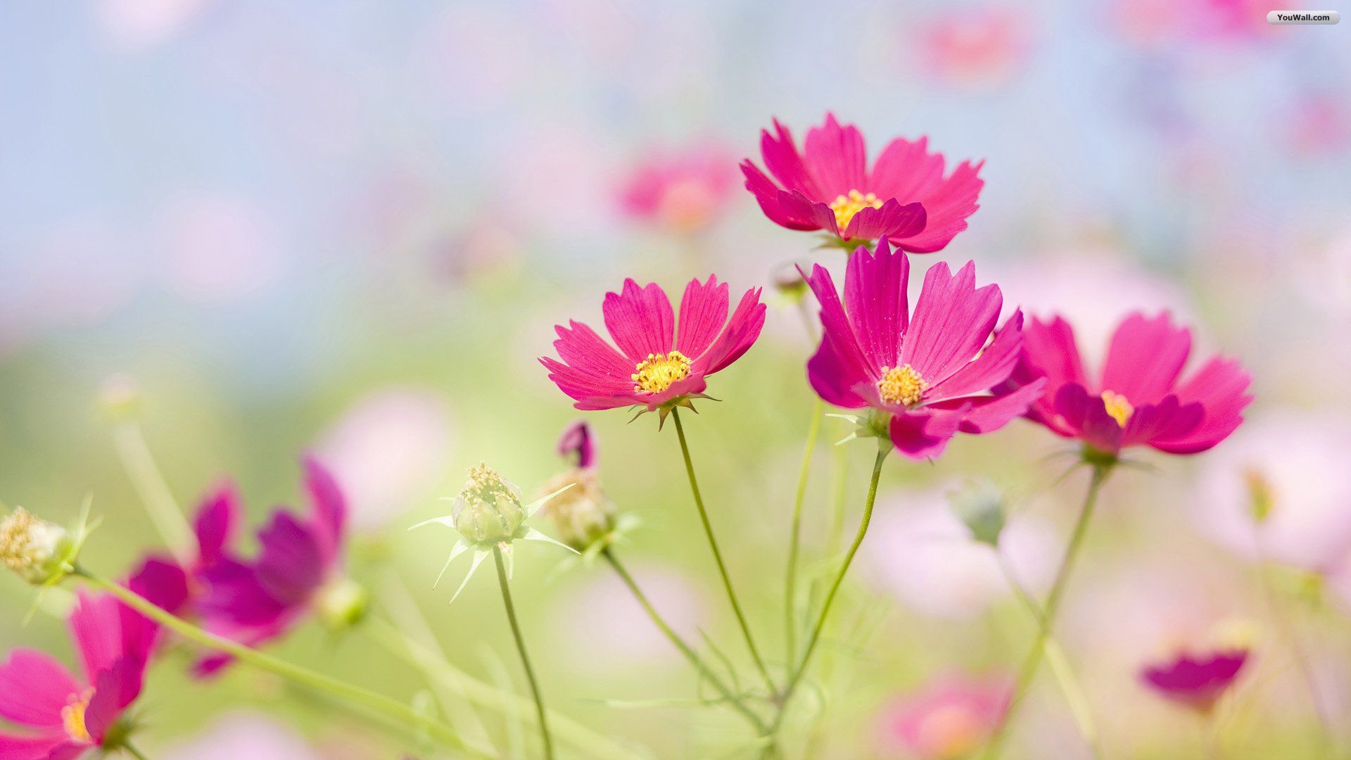 Free Beautiful Flowers Images For Desktop High Quality Wallpaper ...