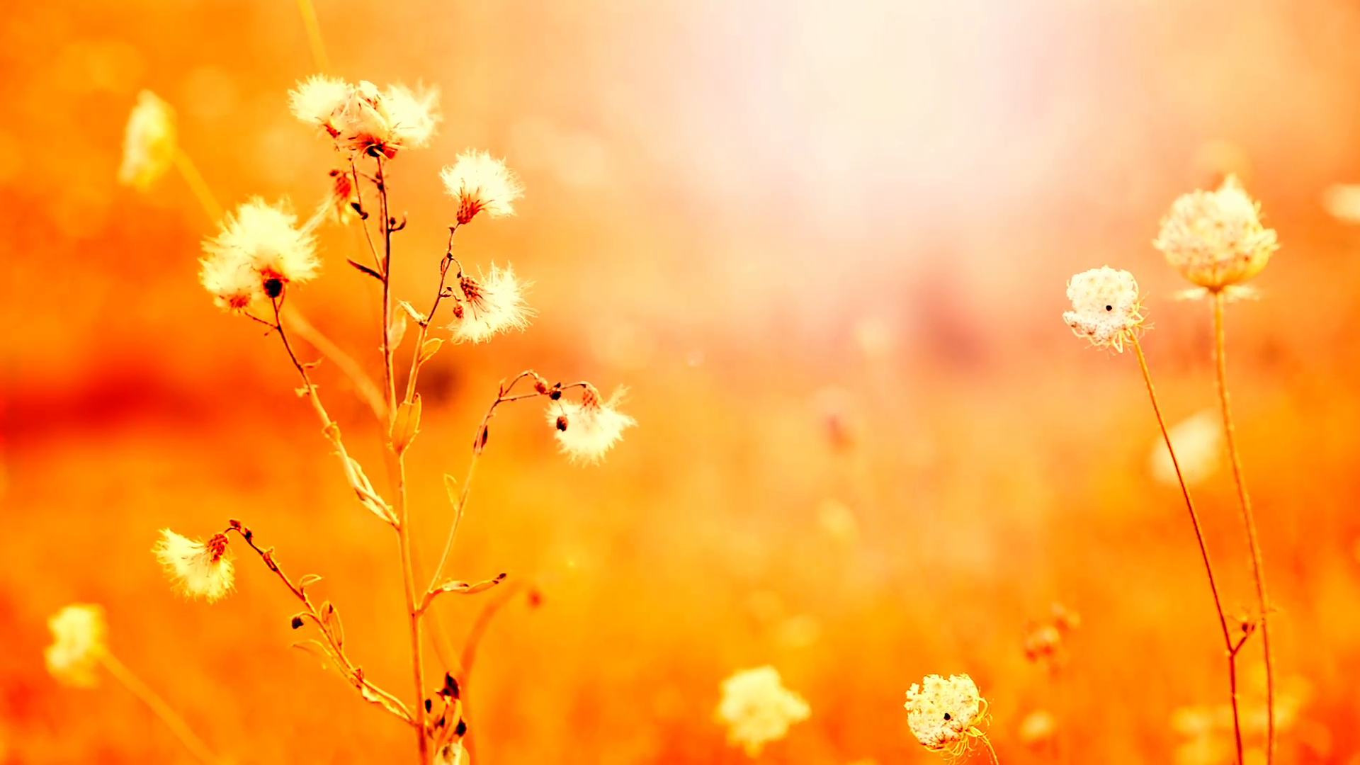 Beautiful flowers in field on sunrise background. Sunny outdoor ...