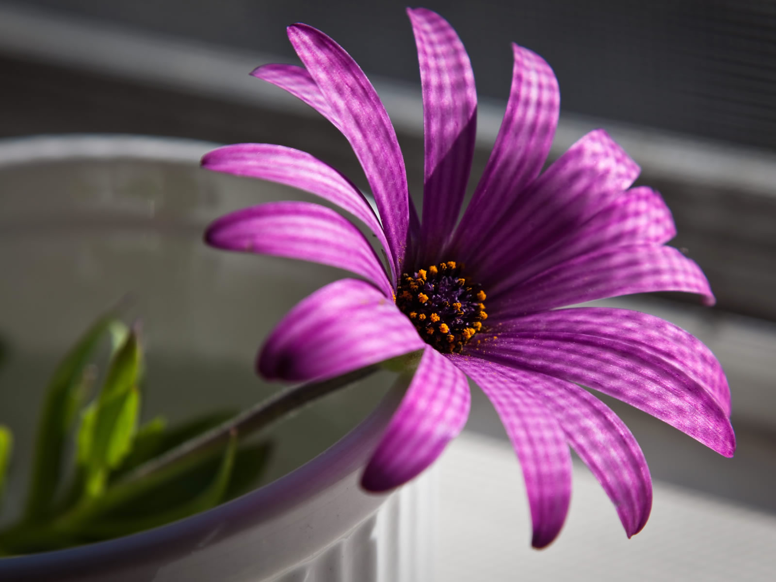 Beautiful Flowers | flowers for flower lovers.: Desk top HD ...