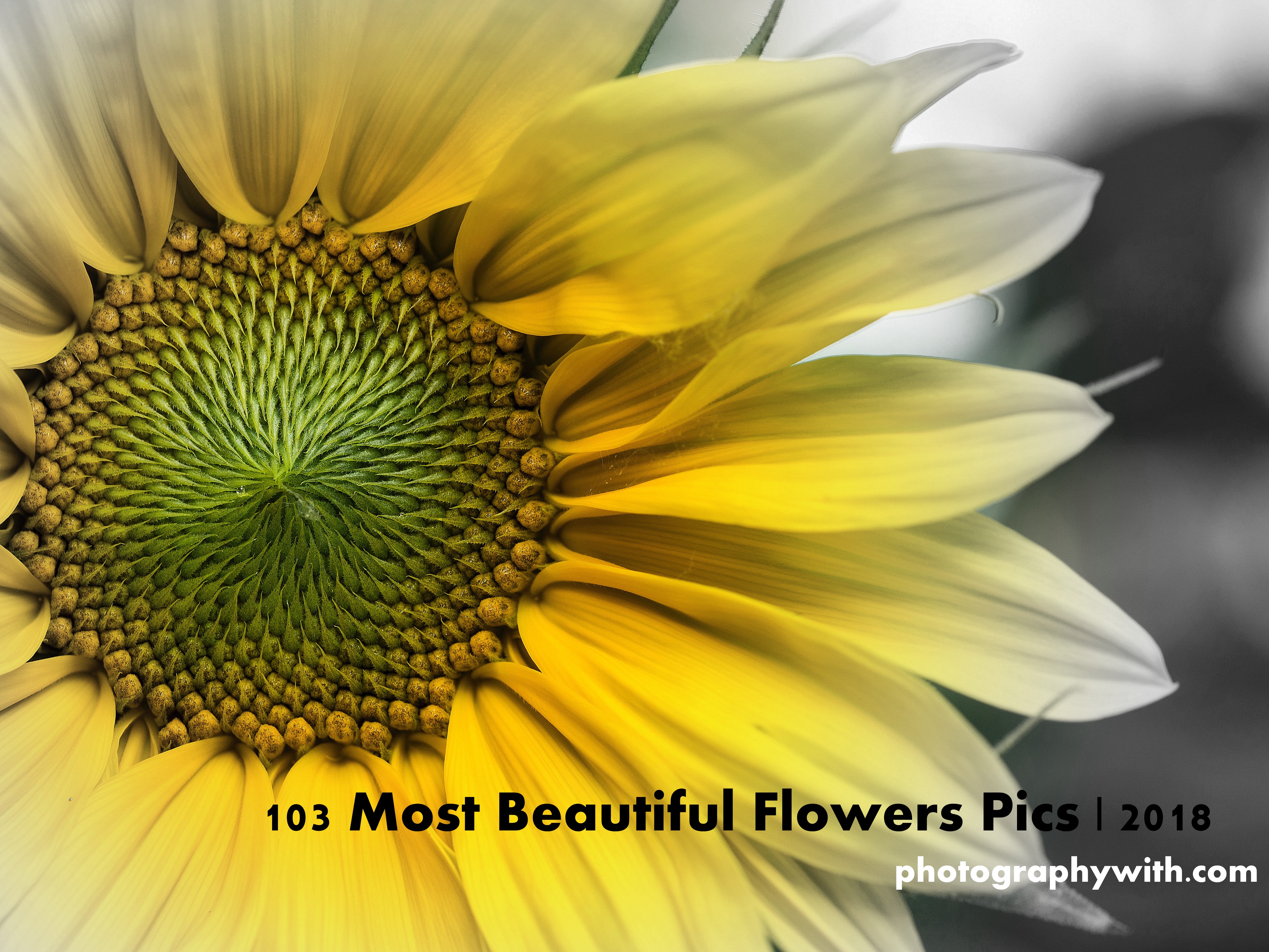 103 Most Beautiful Flowers Pics | 2018