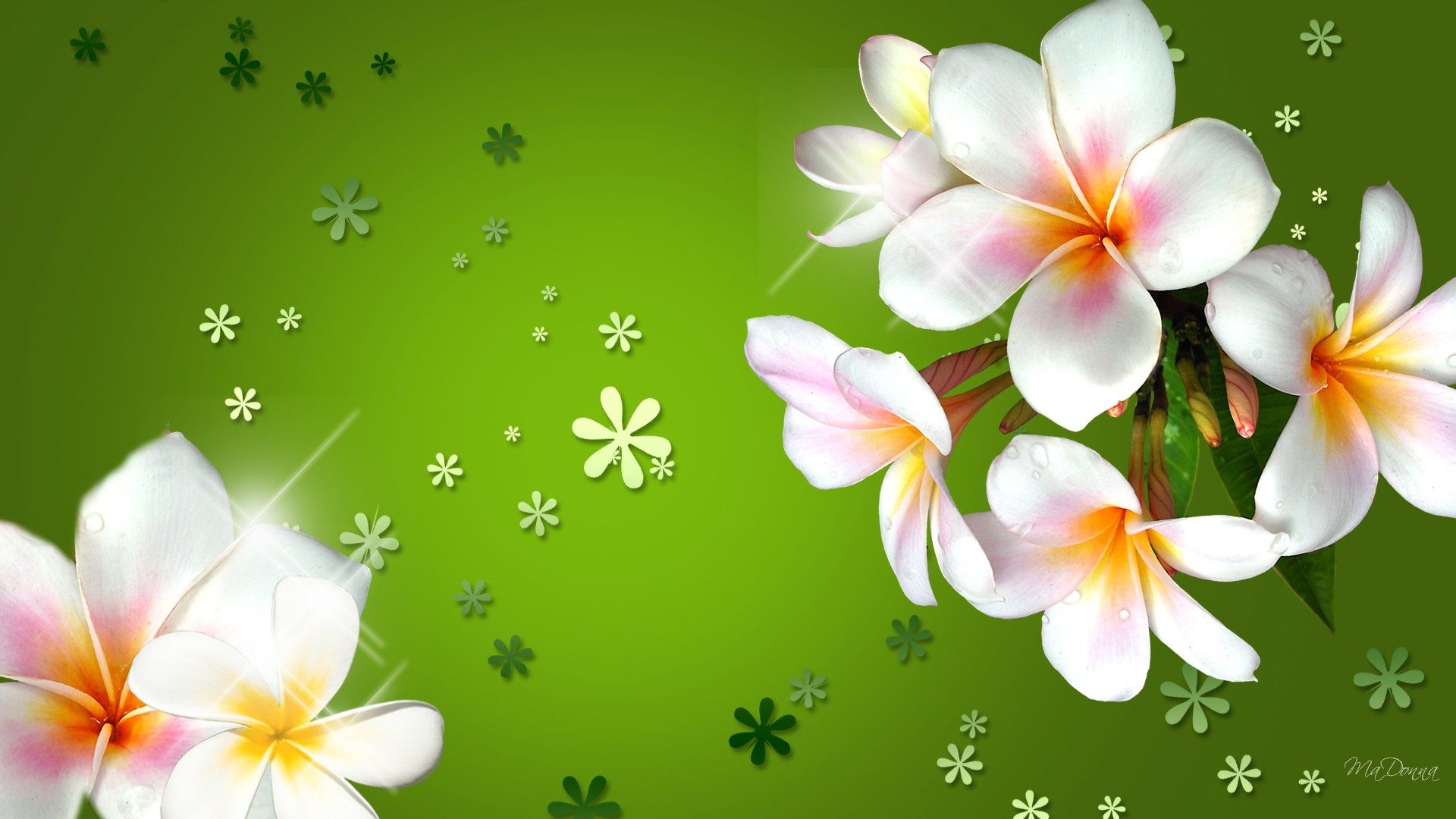 Download Beautiful Flowers Wallpaper Photos Pictures Hd Widescreen ...
