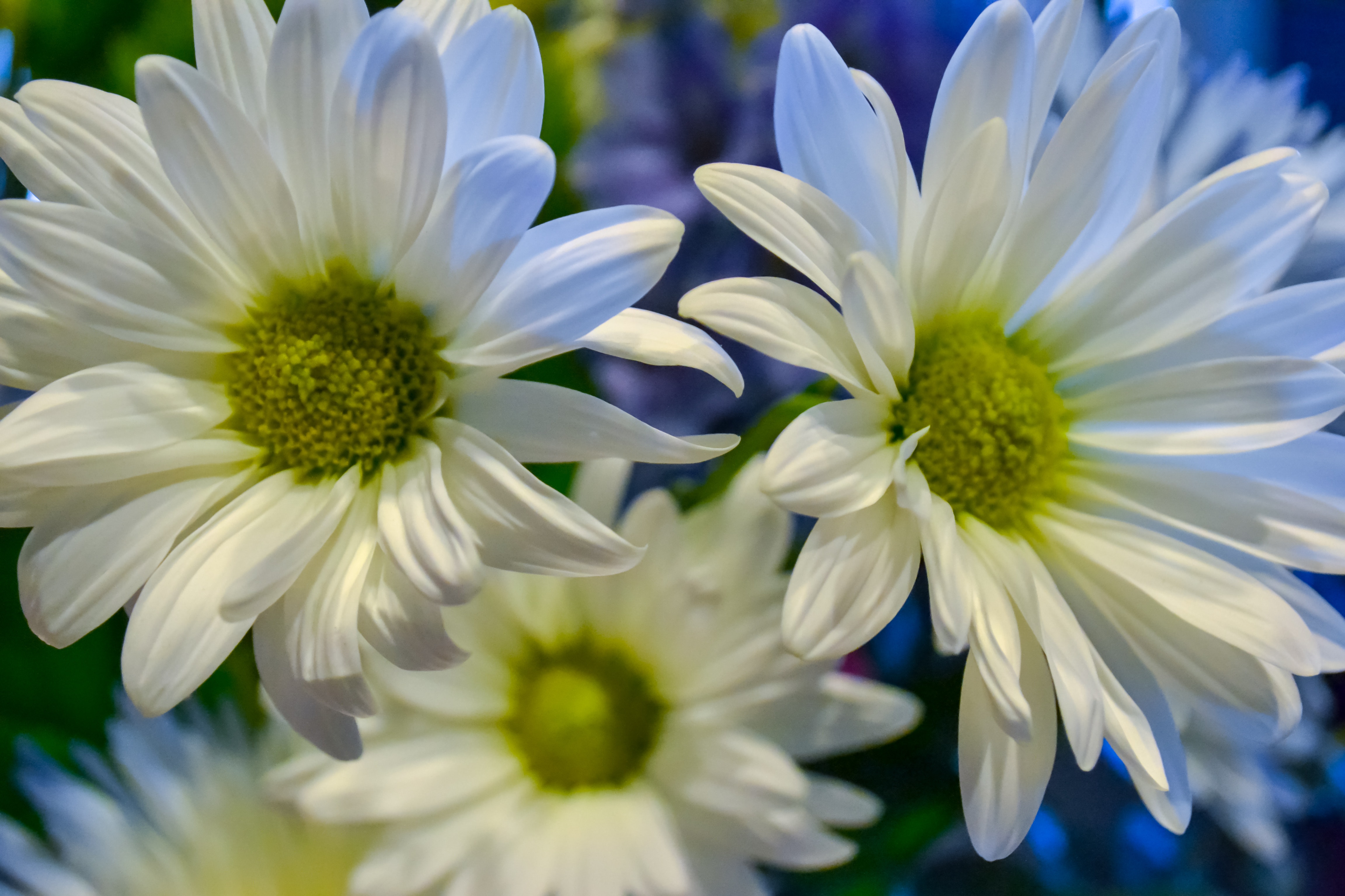 Beautiful flowers of chamomile with long petals photo