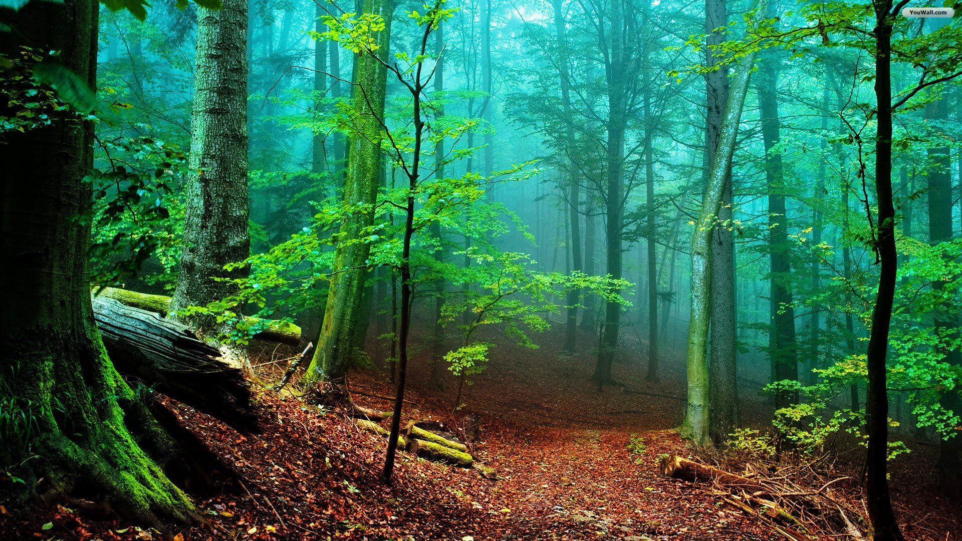 Beautiful forest photo