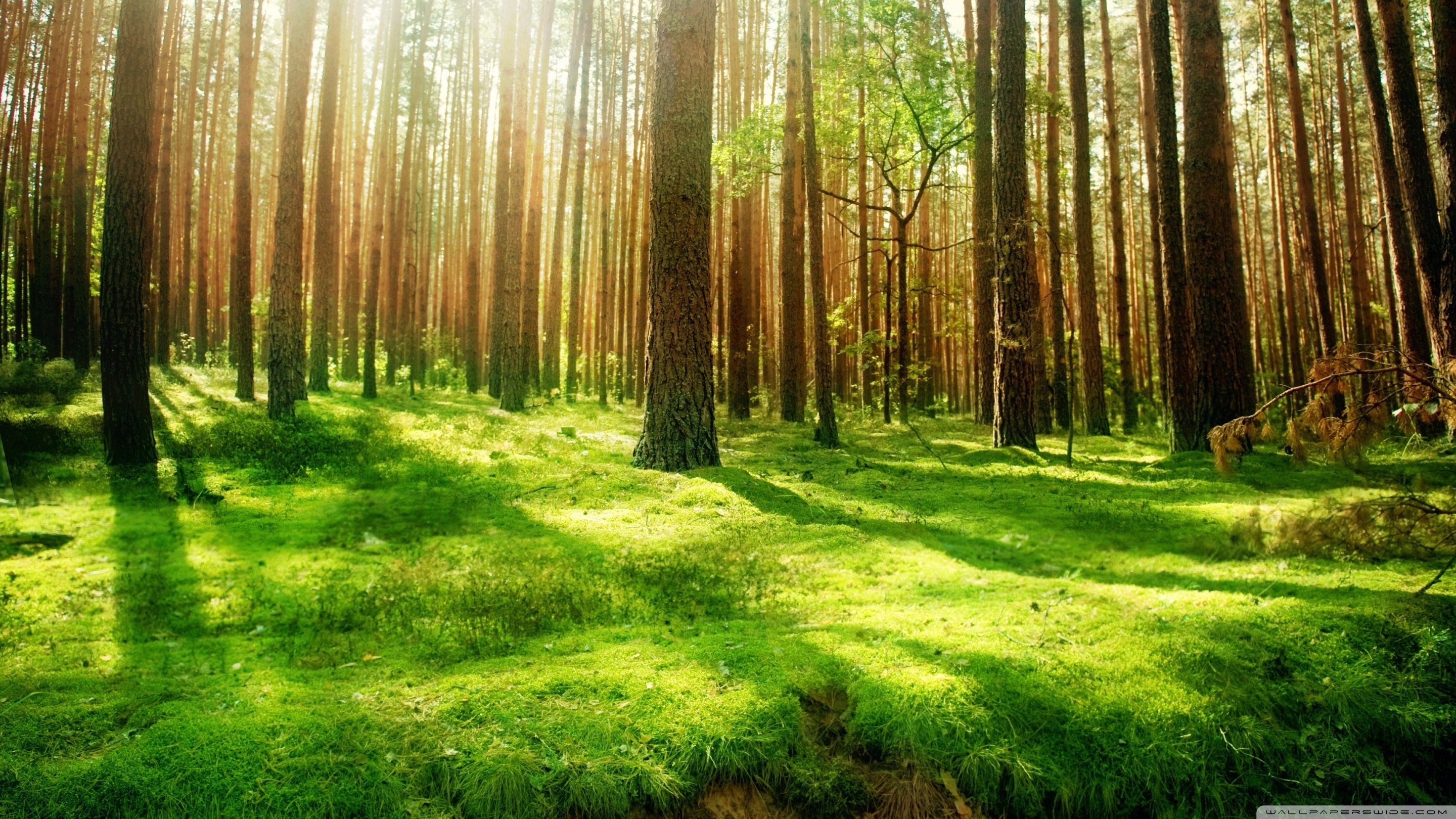 Beautiful Forest Scenery ❤ 4K HD Desktop Wallpaper for 4K Ultra HD ...