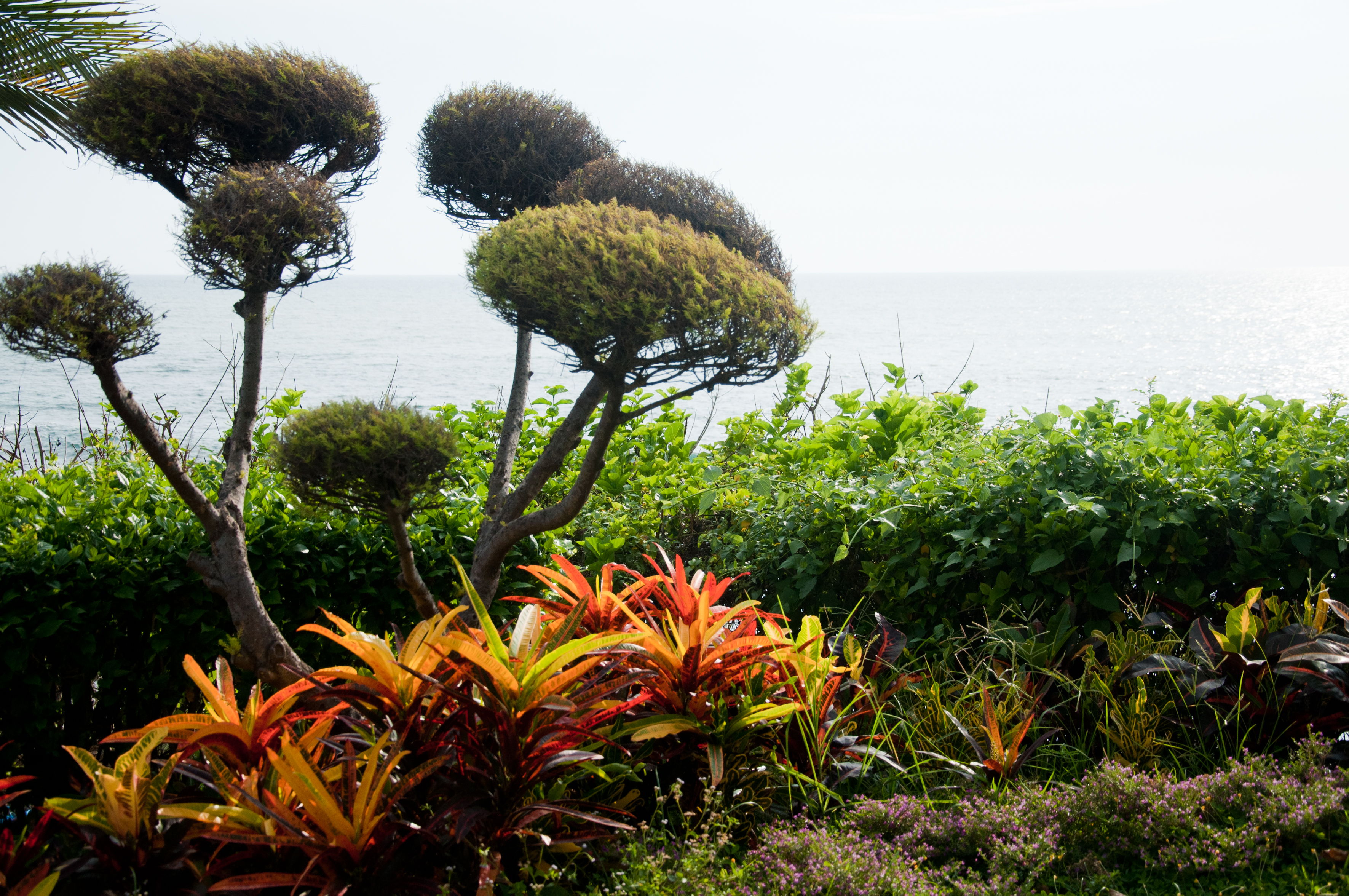 Beautiful gardens by the sea photo