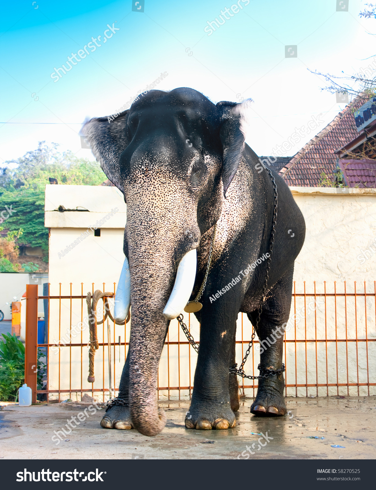 Beautiful Giant Indian Elephant Standing Near Stock Photo & Image ...