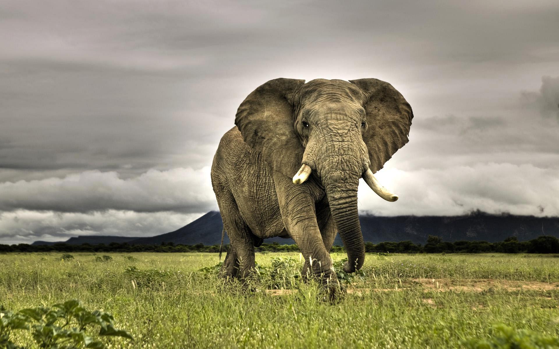 Wallpaper Giant African Elephant - 1920 x 1200 - Animals Pets ...