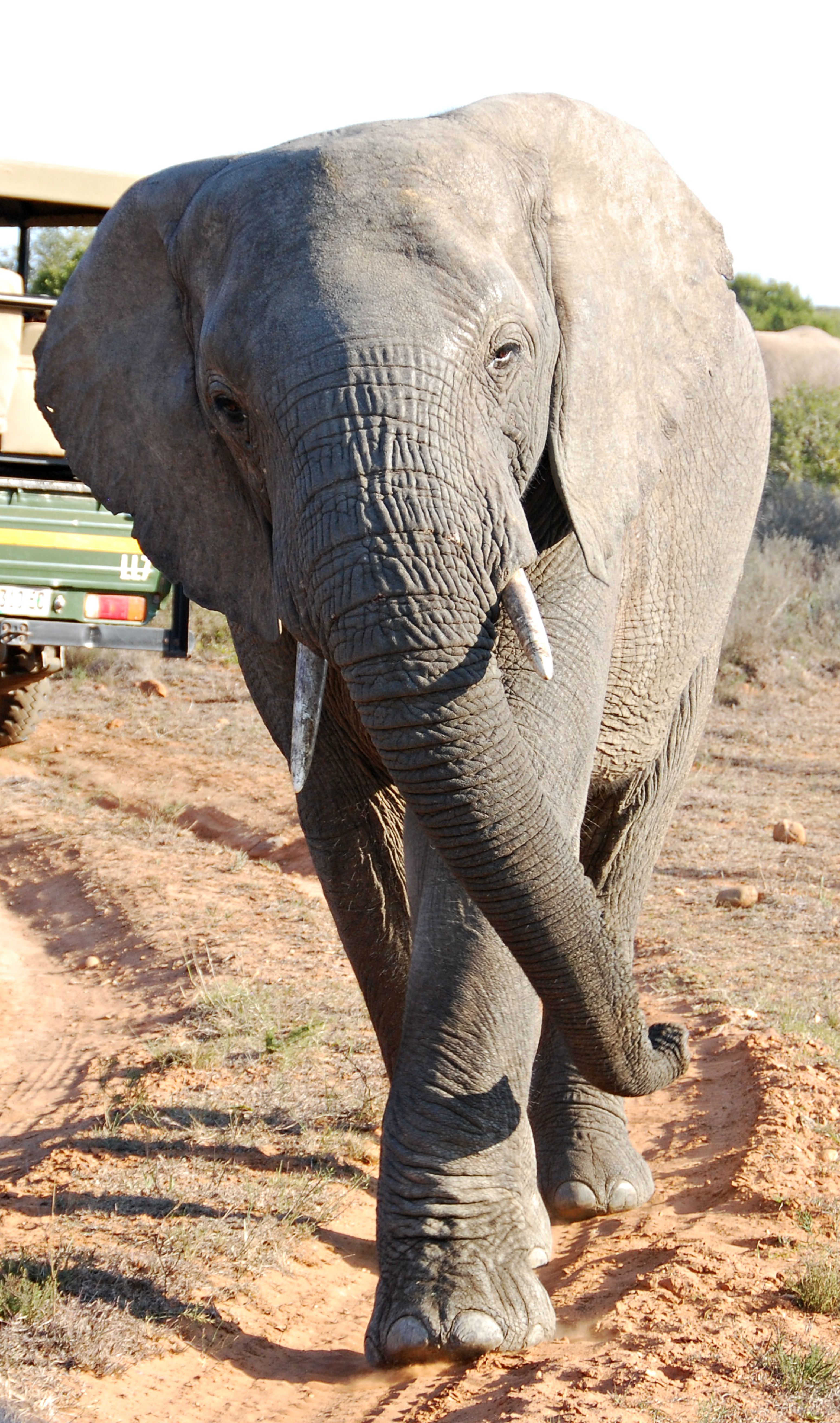 South Africa elephant (Meg 257) | Elephants | Pinterest | South ...