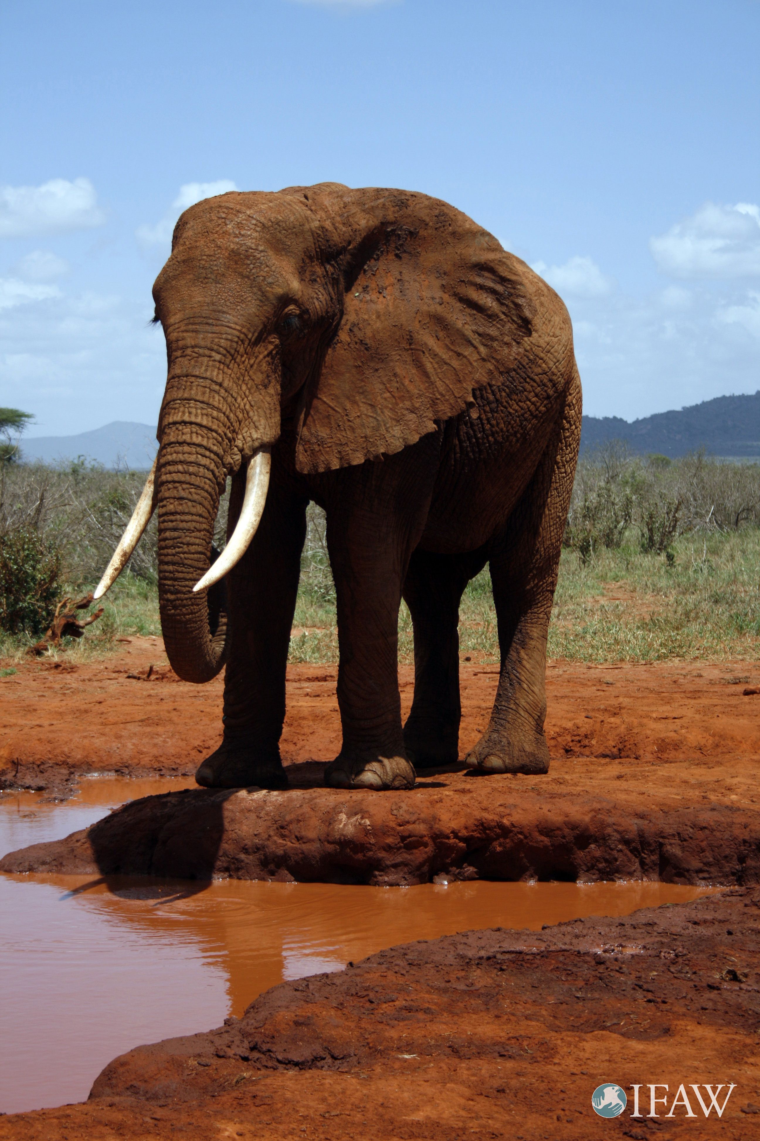An elephant is killed for its ivory every fifteen minutes. Sign up ...
