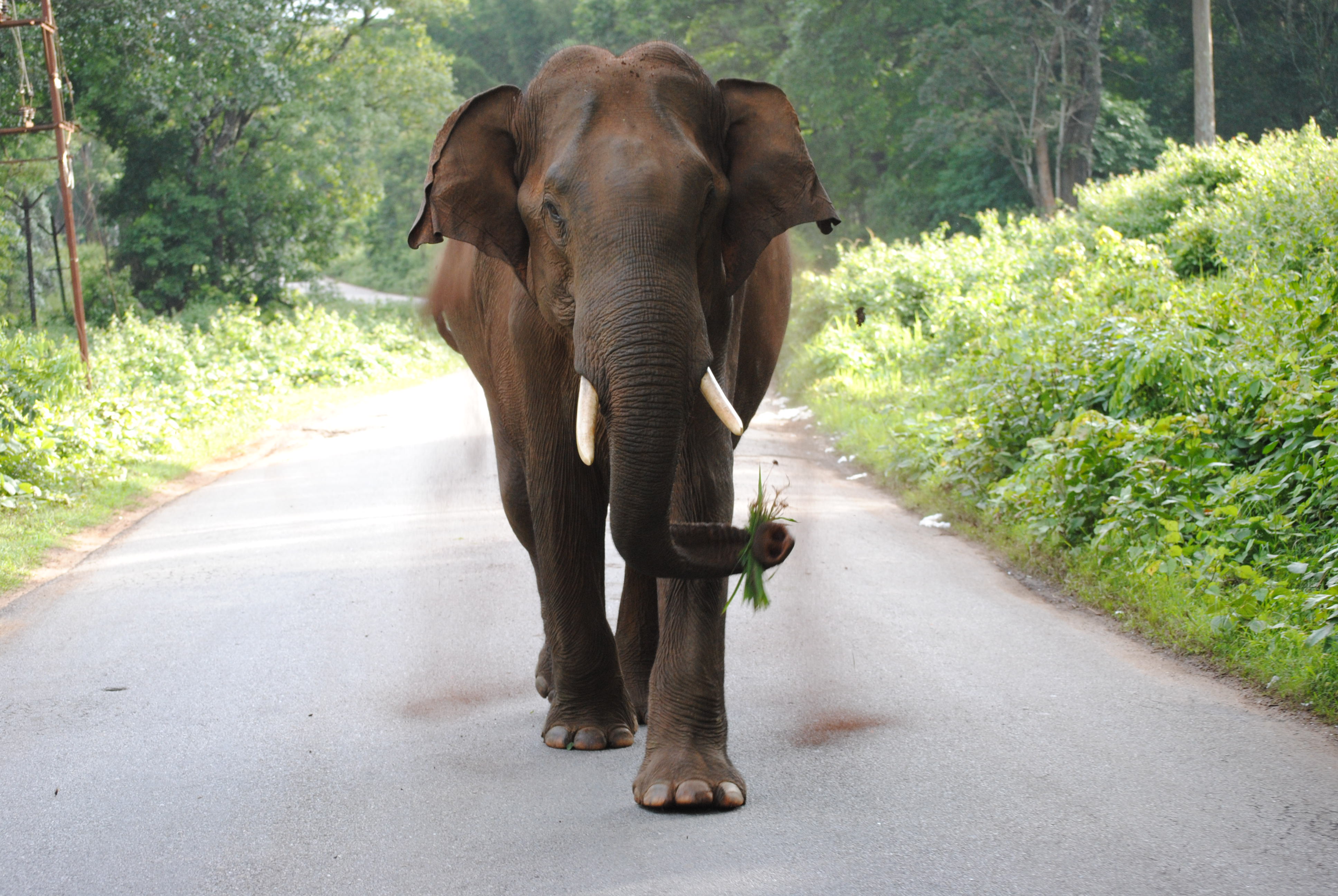 Beautiful giant elephant on the road photo