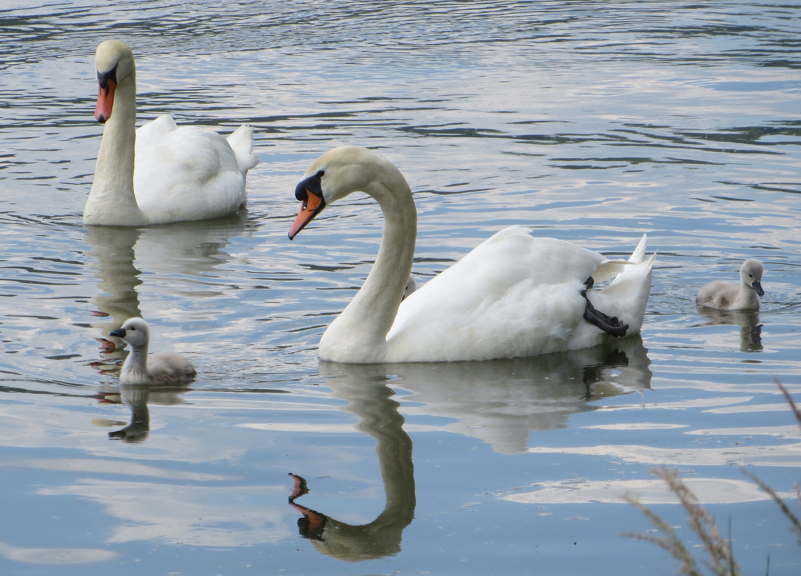 Free Images : winter, wing, lake, pond, wildlife, swim, reflection ...
