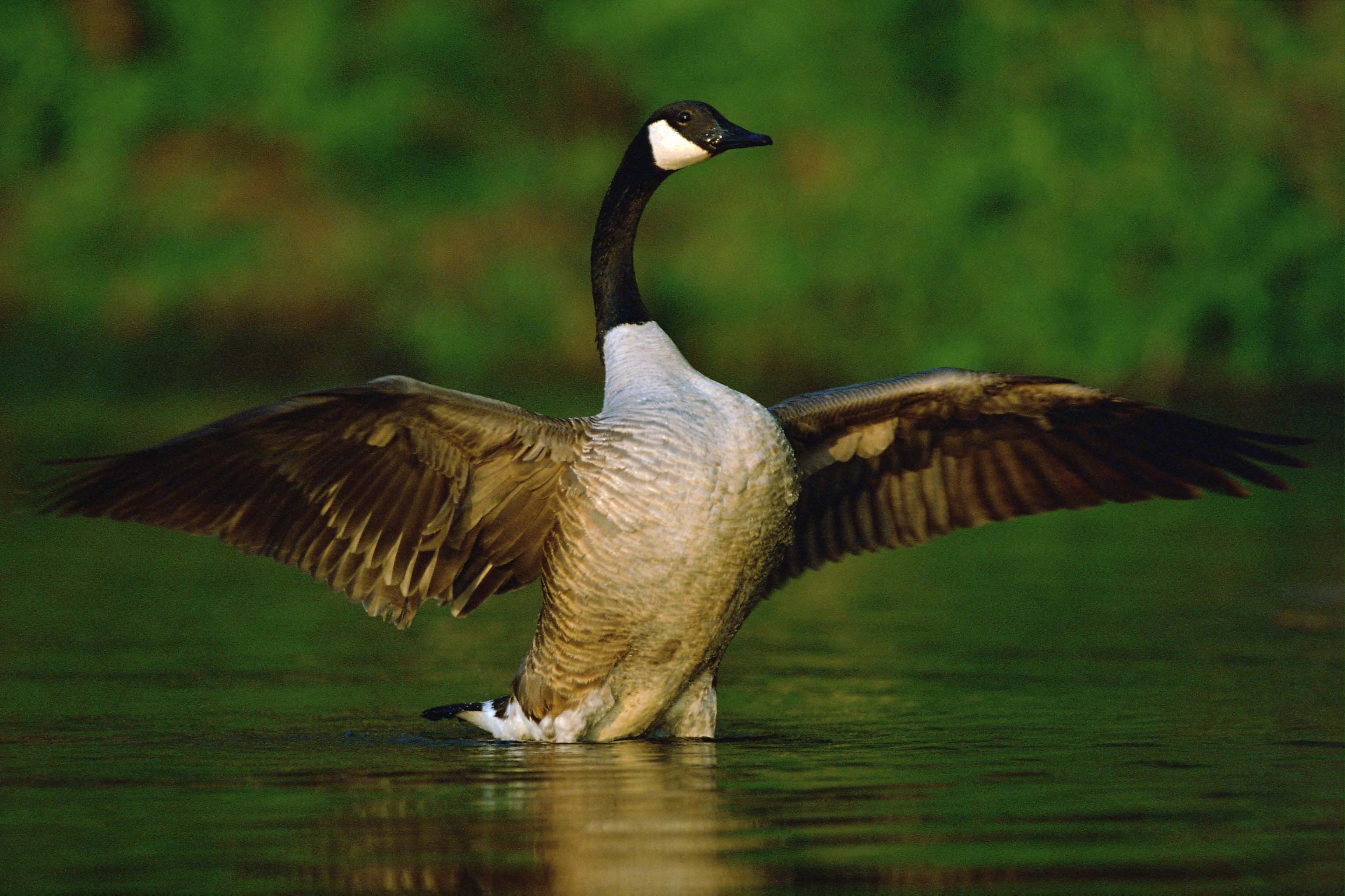 goose (noun) definition and synonyms | Macmillan Dictionary
