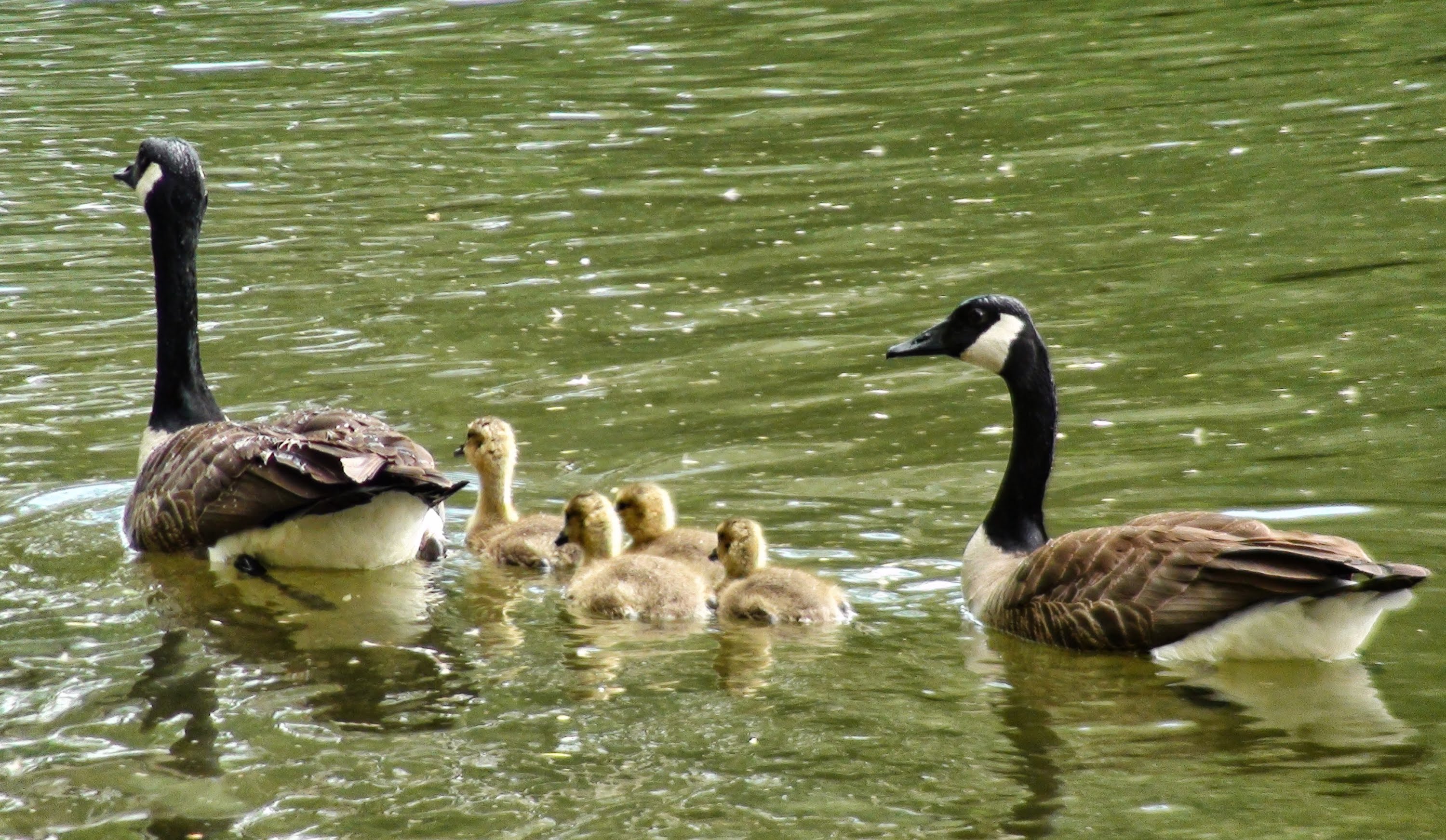 Beautiful Family of Canada Goose - YouTube