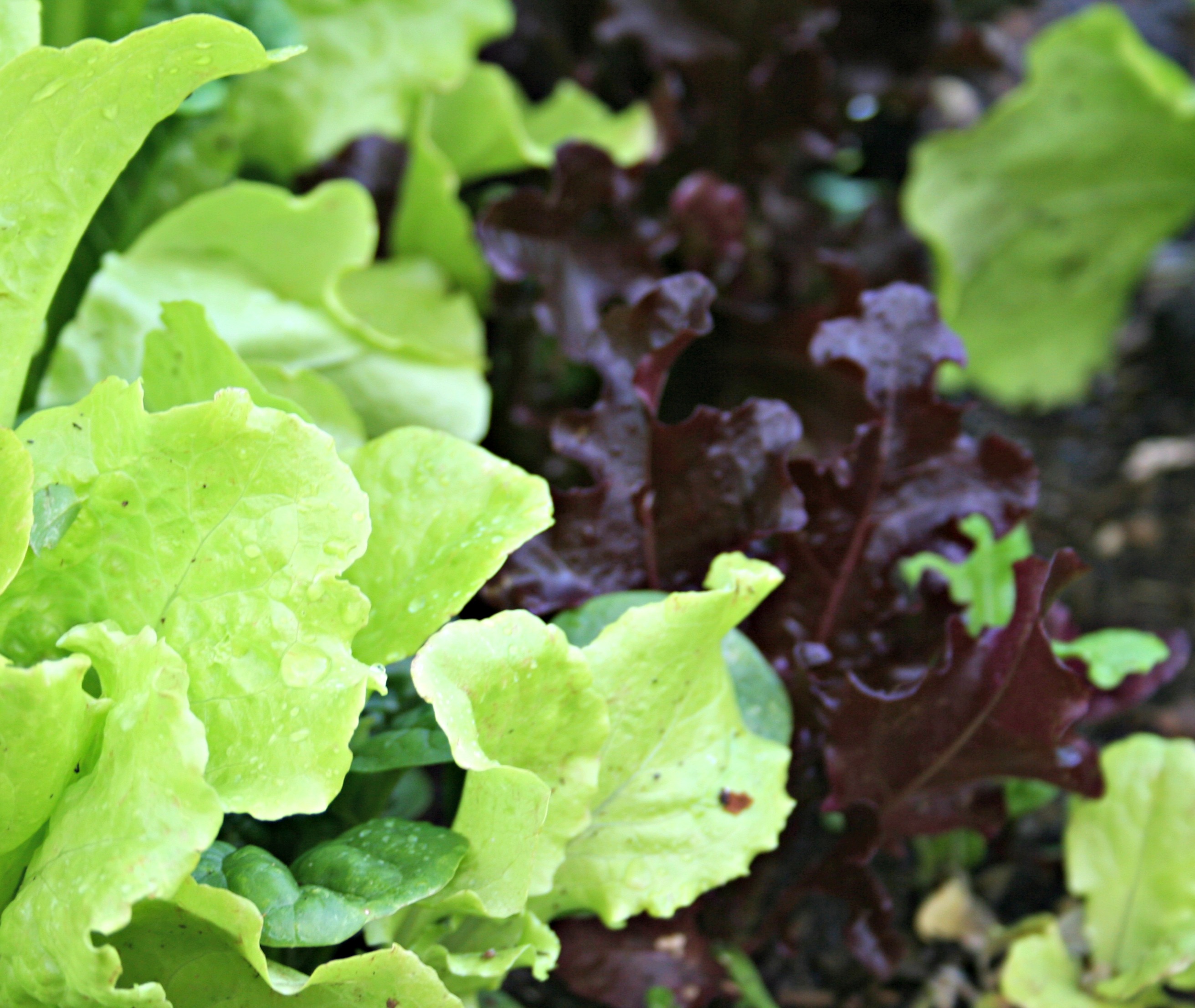Homegrown Lettuce - Home Garden Joy