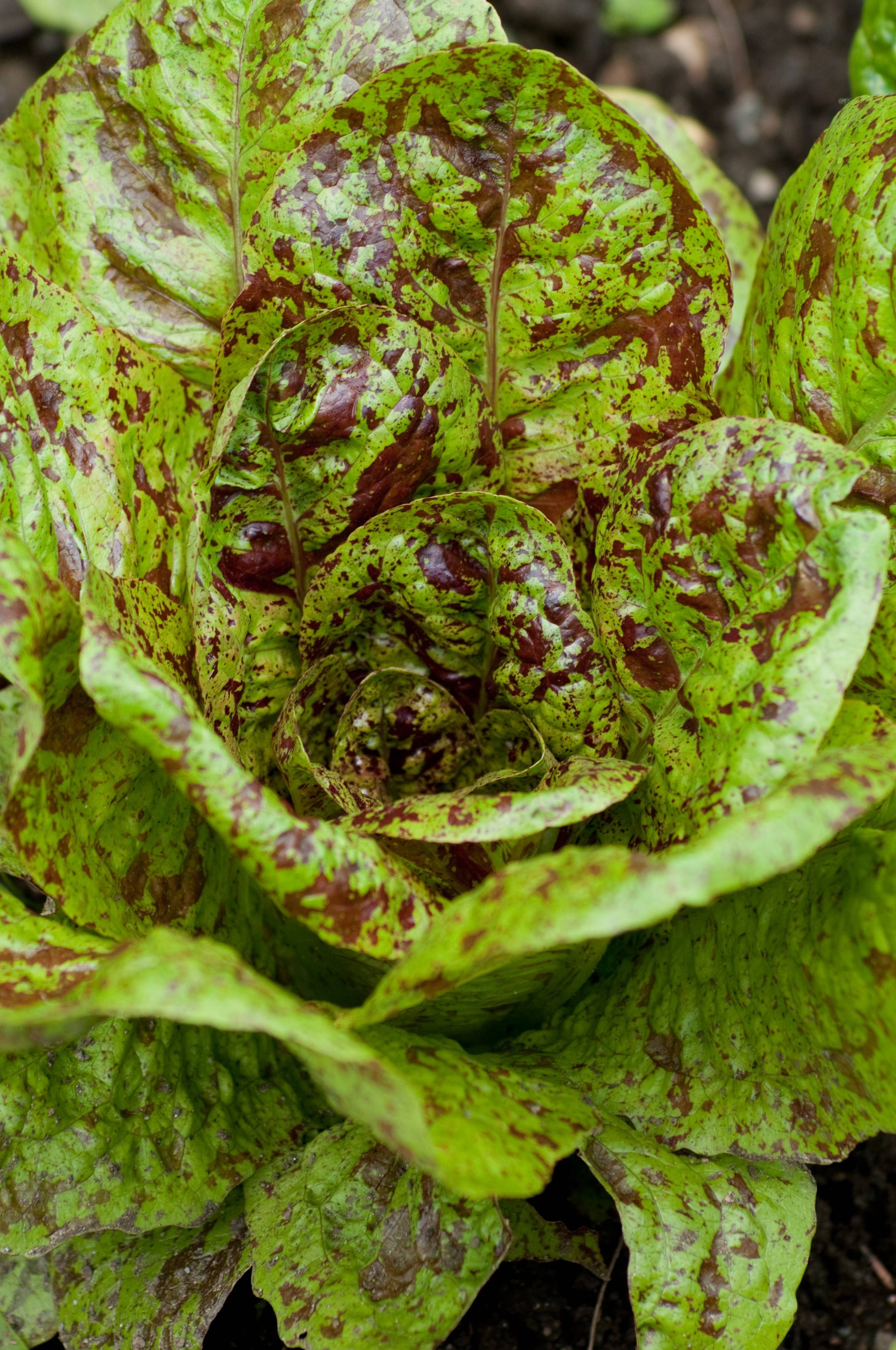 Freckles Lettuce. Photo by Ali Kaukas for The Complete Kitchen ...